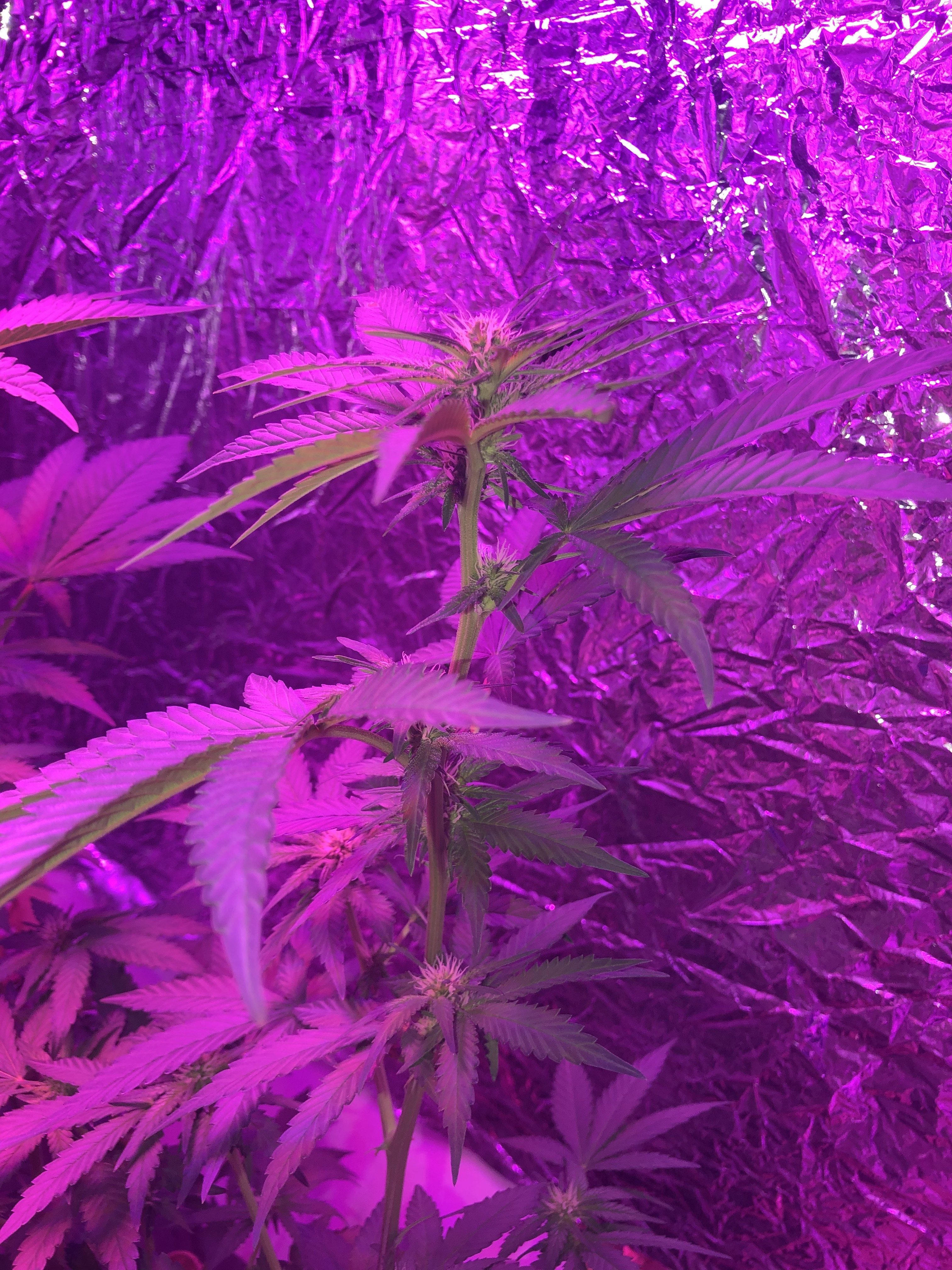 E6637216-1E8D-4674-808E-6AA4E9B4D661.jpeg