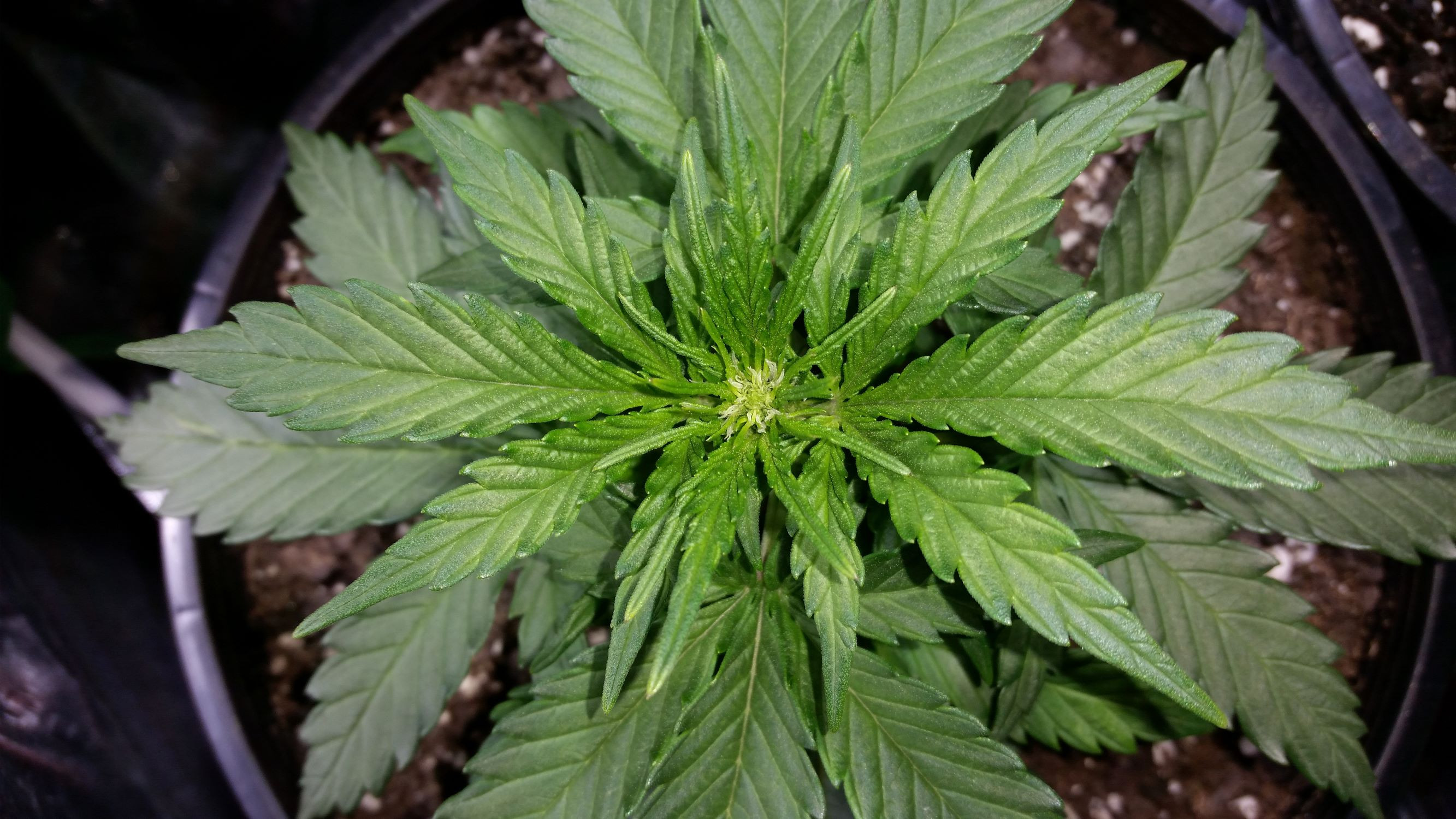 Early flower 2.jpg