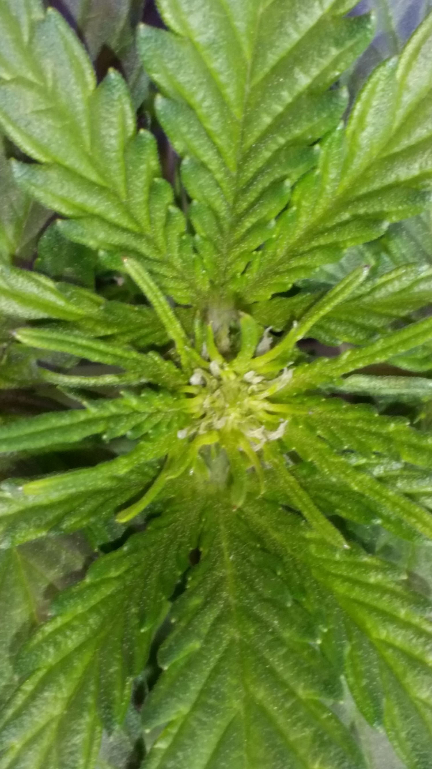 Early flower.jpg