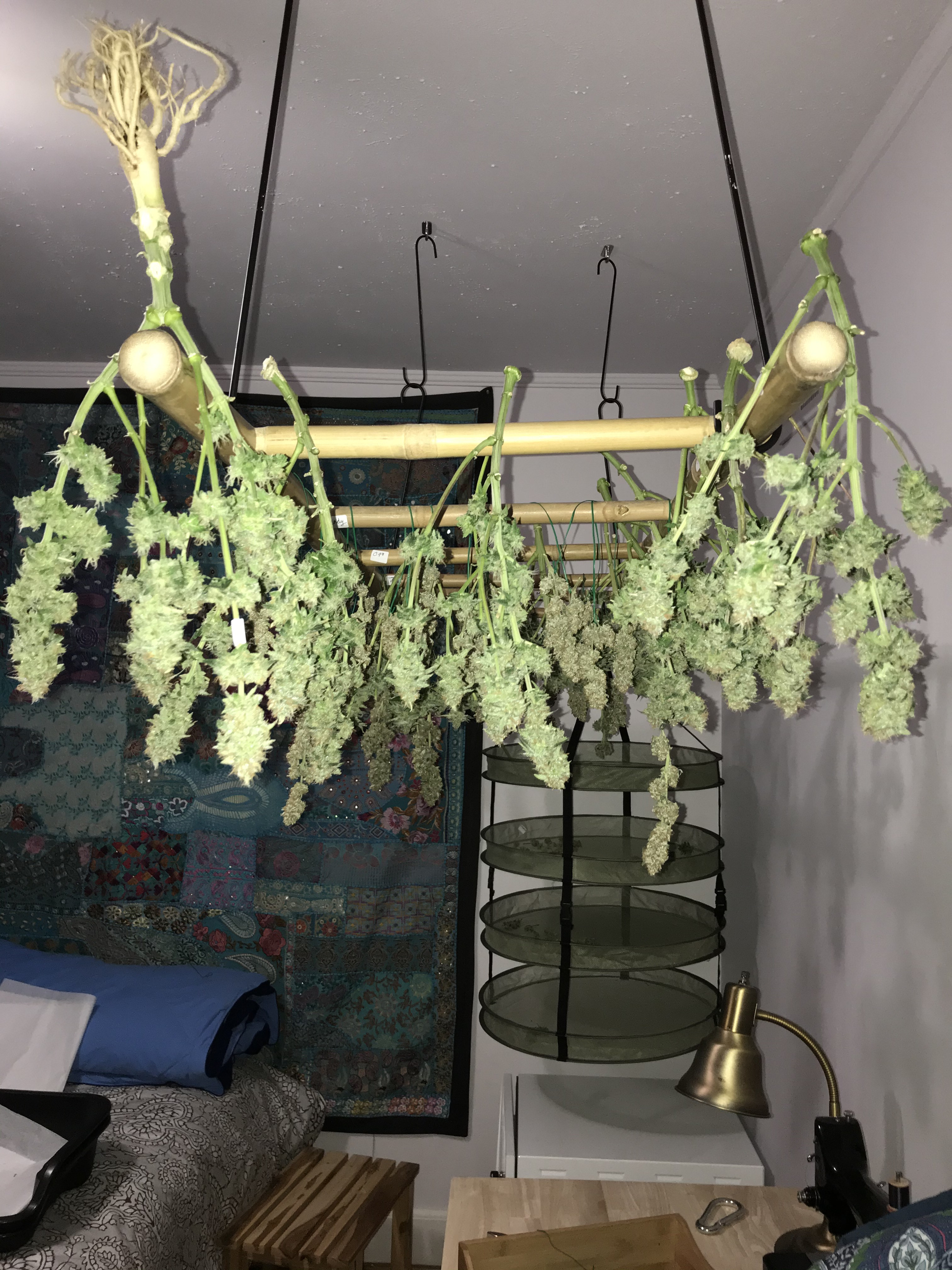 end of harvest.JPG