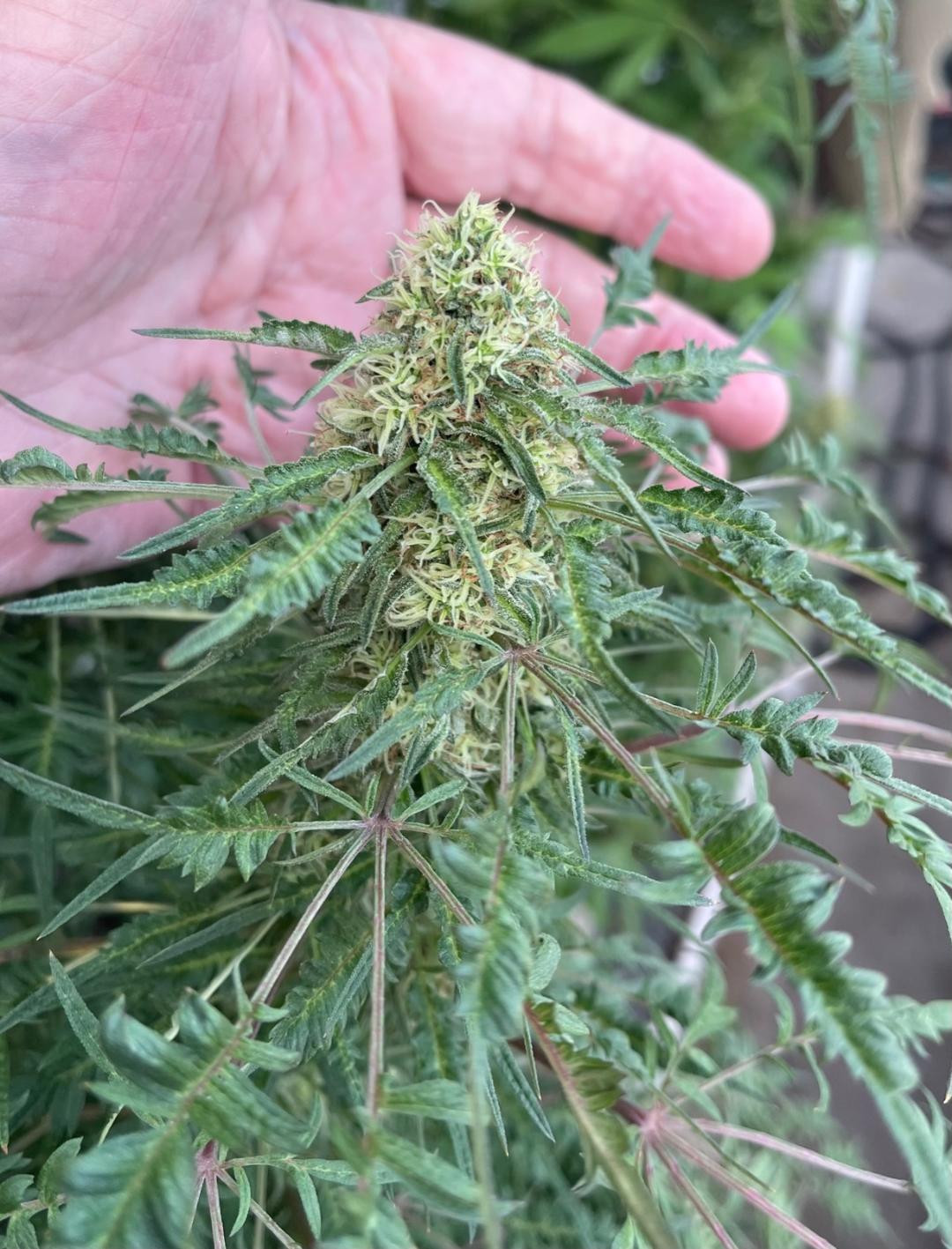 f-bud.jpg