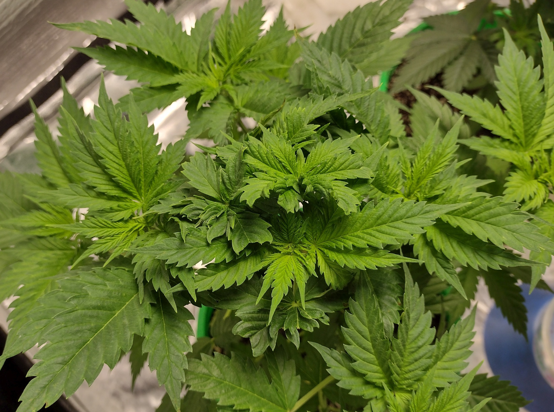 Fimm GDP3 no1 5 wk.jpg