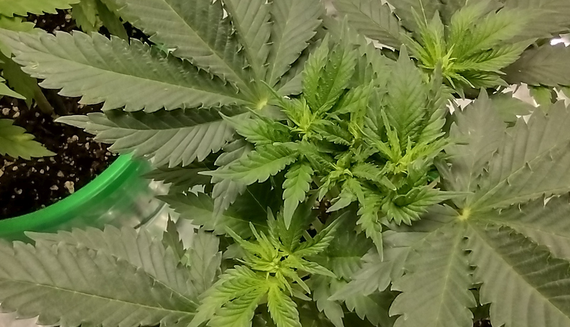 Fimm GDP3 no2 4 wk.jpg