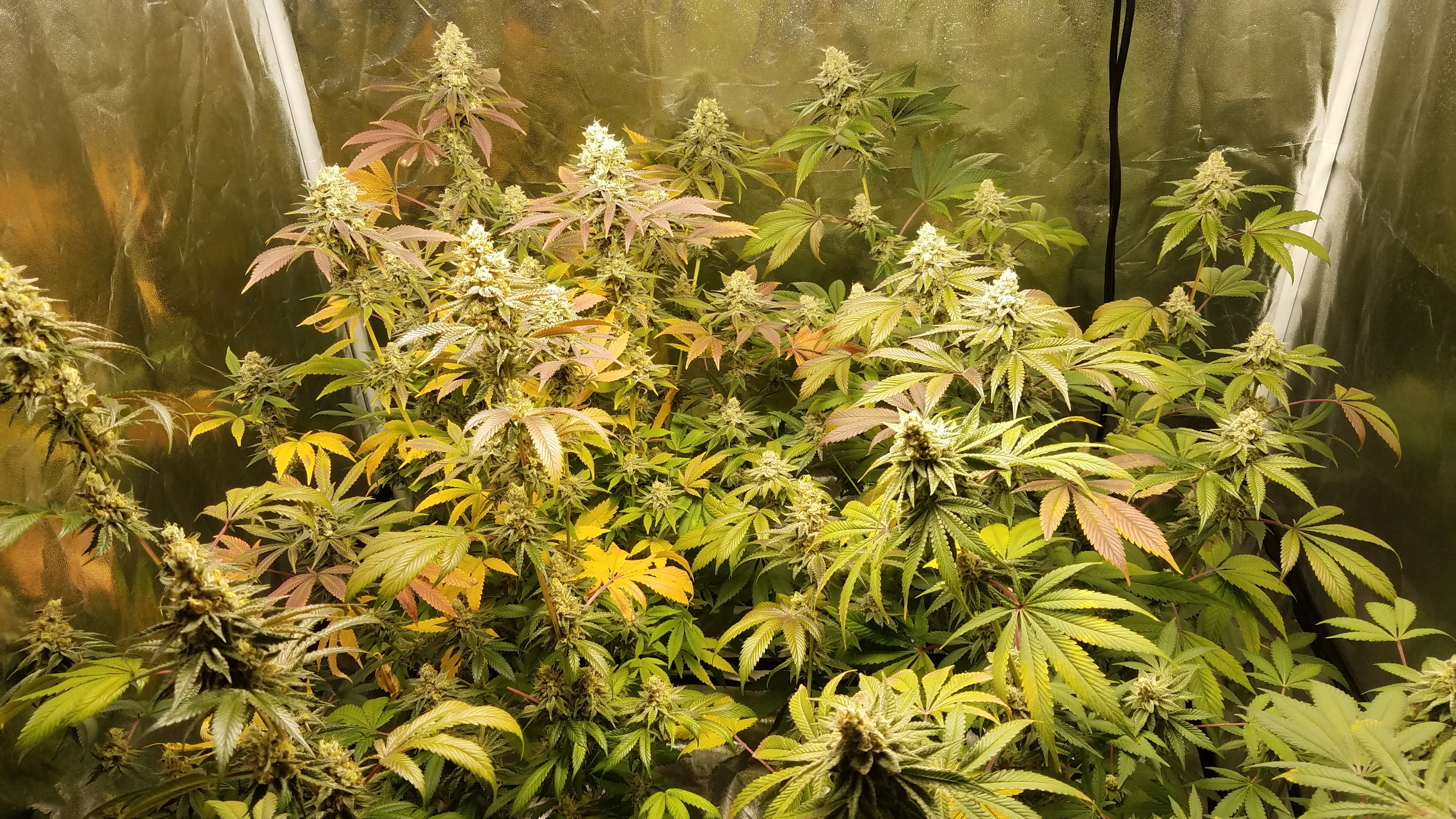 FIRST GROW HARVEST.jpg