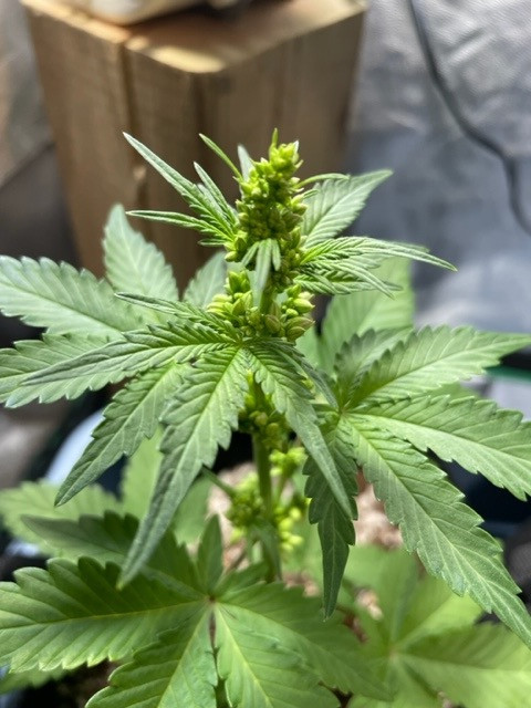 Flower 1.jpg