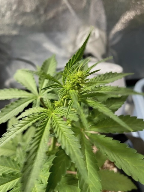 Flower 2.jpg