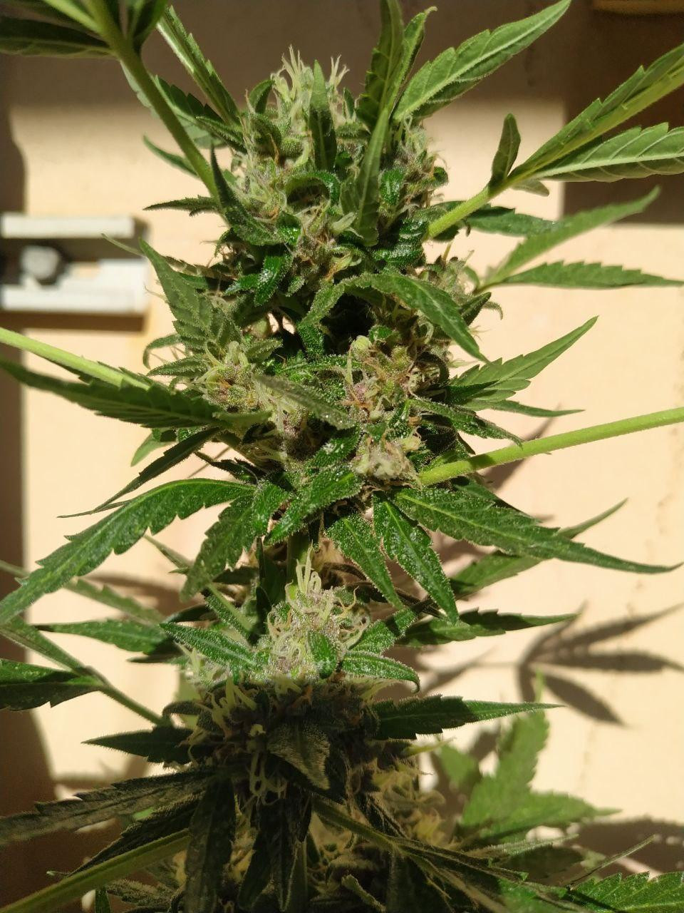 flower1.jpg