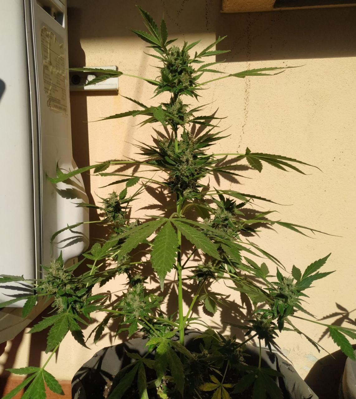 flower2.jpg