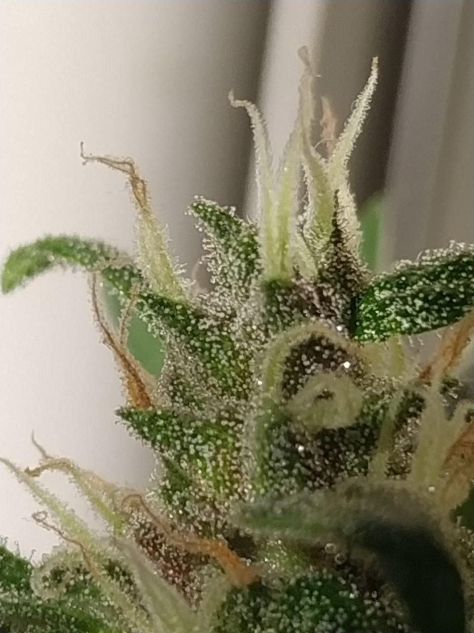 flower3.jpg