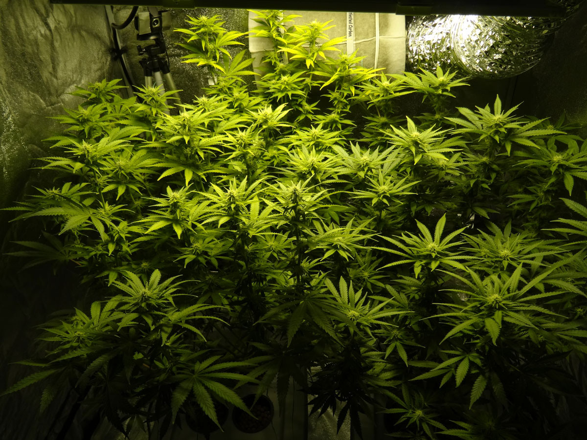 flowering-dwc-plants.jpg