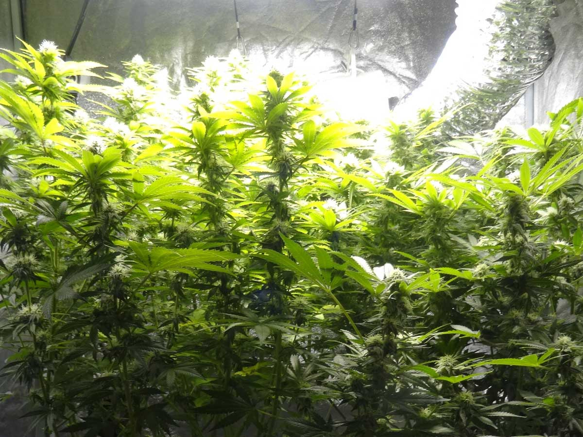 flowering-stage-cannabis-probably-needs-more-defoliation.jpg