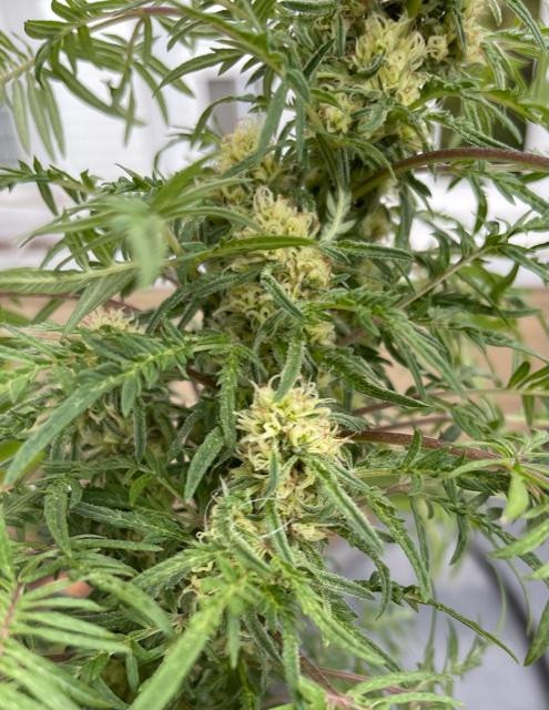 FreakBud.jpg