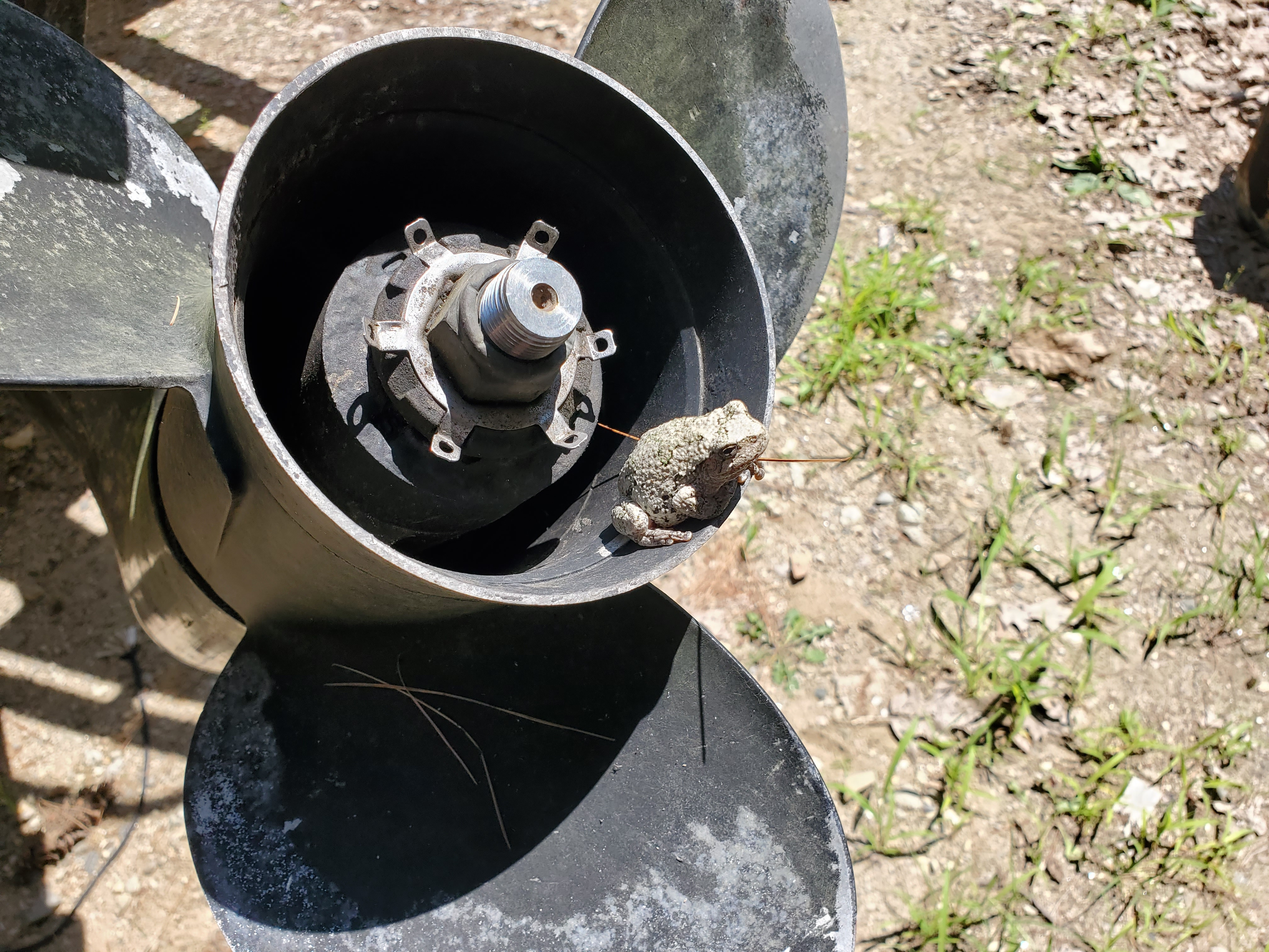 FROG PROP 2.jpg