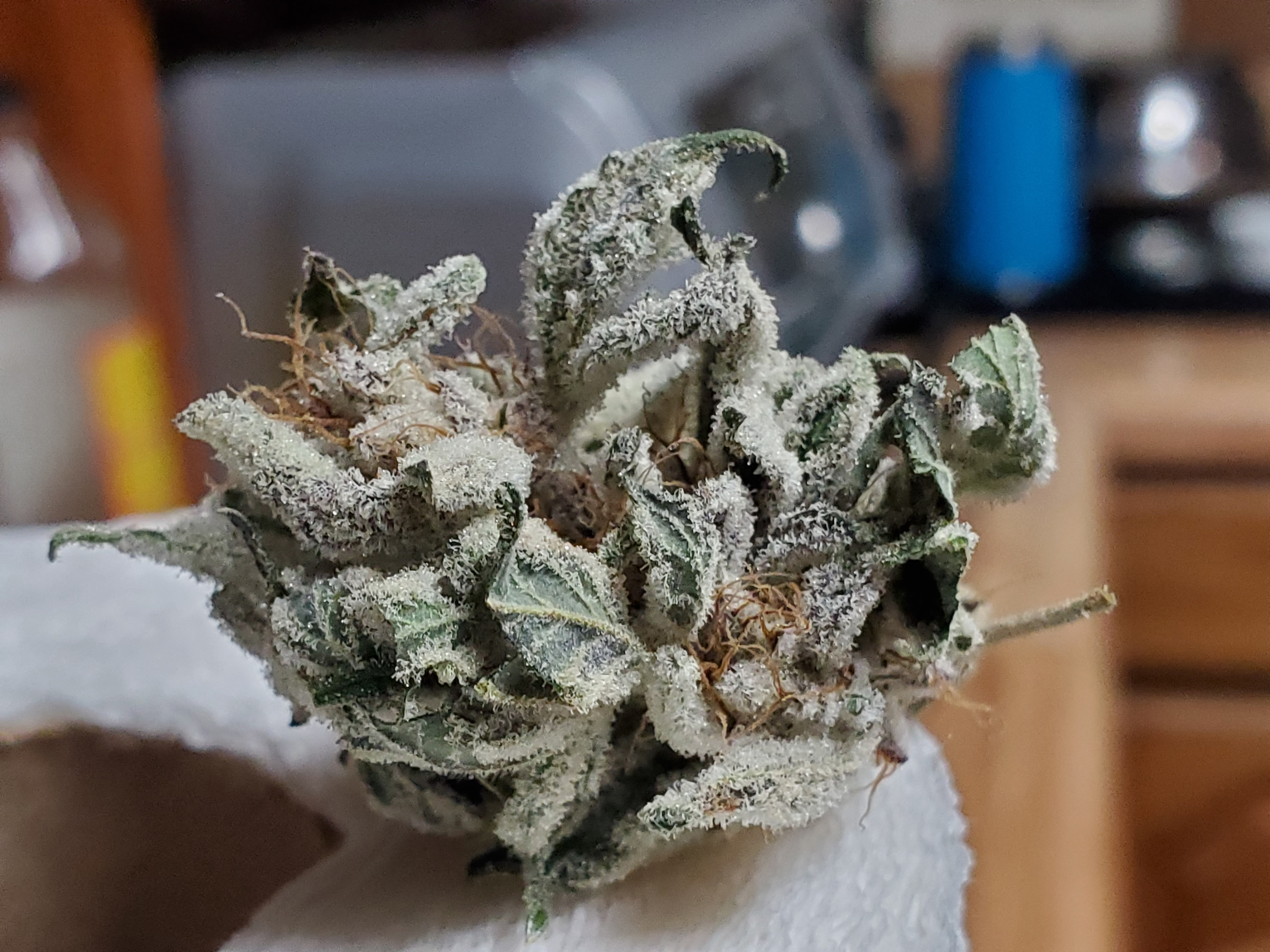 FROSTED XMAS BUD.jpg