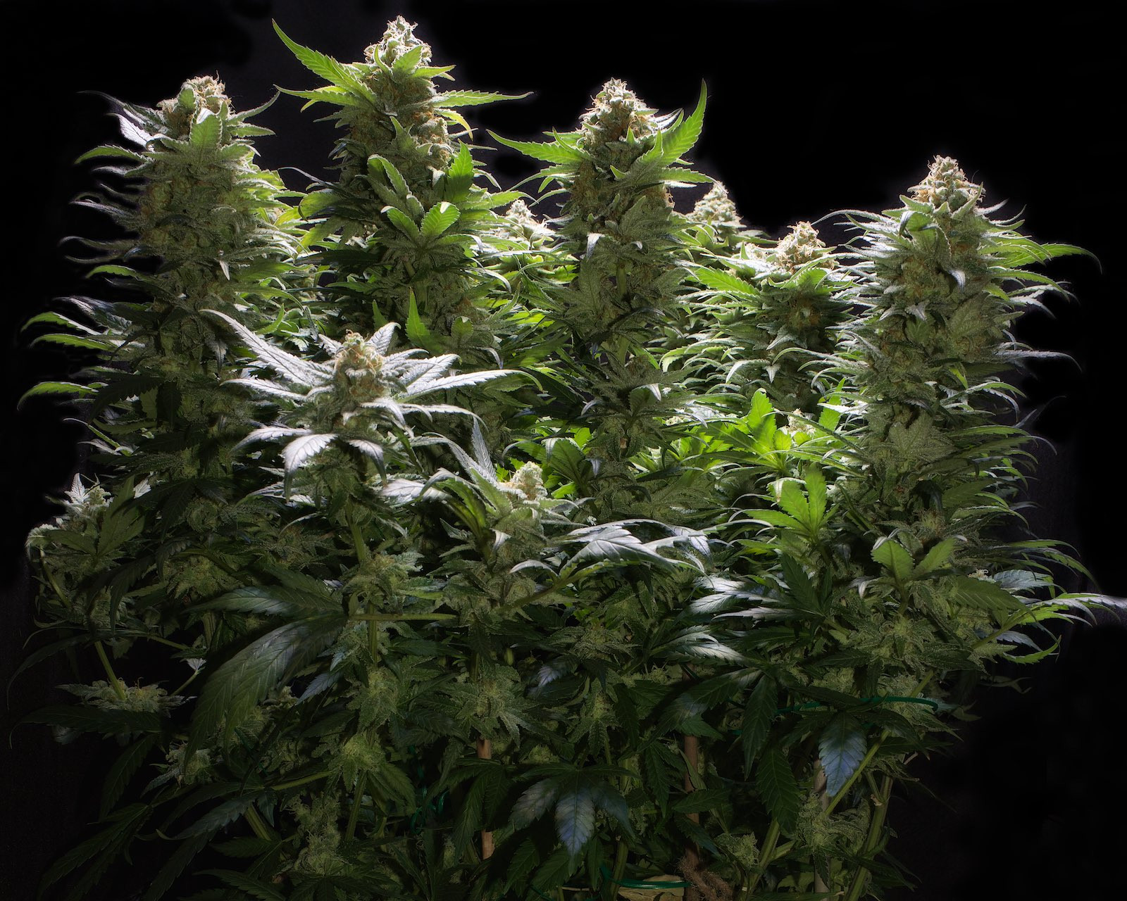 G2 Amnesia Trance, Week 15, 101-17-20 21.jpg