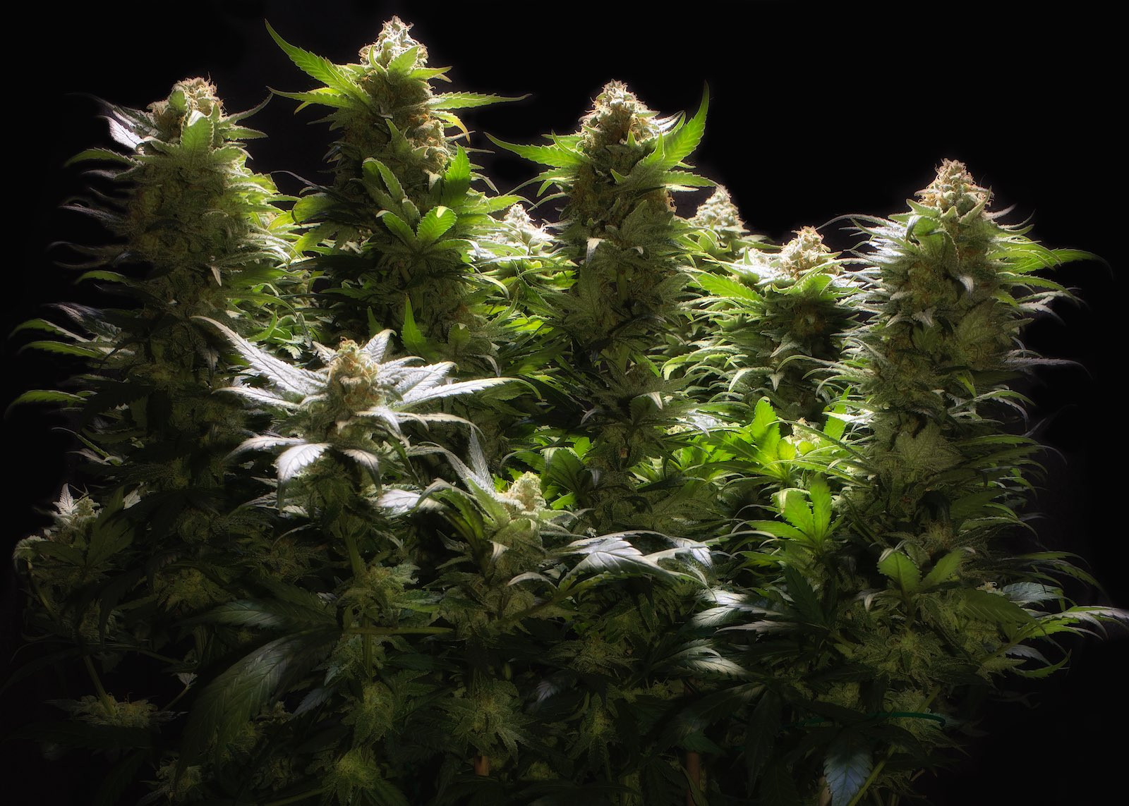 G2 Amnesia Trance, Week 15, 101-17-20 21.jpg