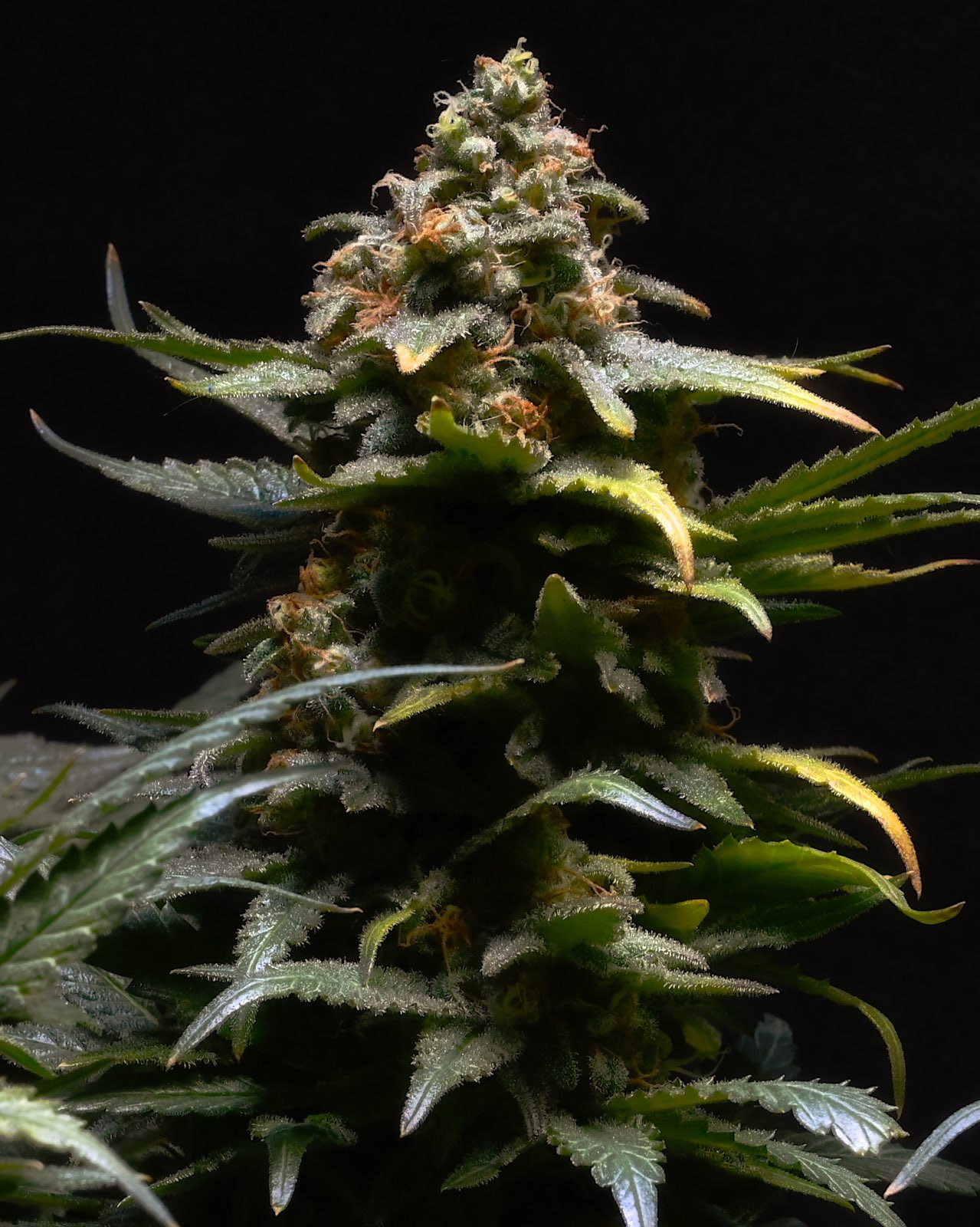 G2 Amnesia Trance, Week 8.3, 12-12 1.jpg