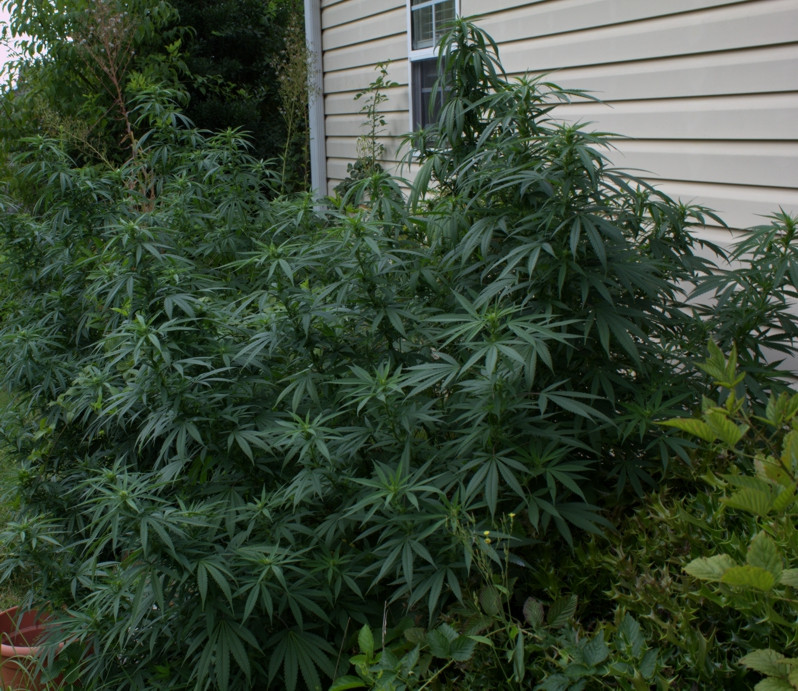 Click image for larger version  Name:	garden2.JPG Views:	0 Size:	461.9 KB ID:	511731