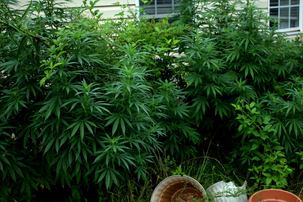 Click image for larger version  Name:	garden2.JPG Views:	0 Size:	461.9 KB ID:	511731