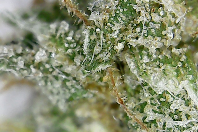 Click image for larger version  Name:	gc 5.jpg Views:	1 Size:	221.0 KB ID:	103930