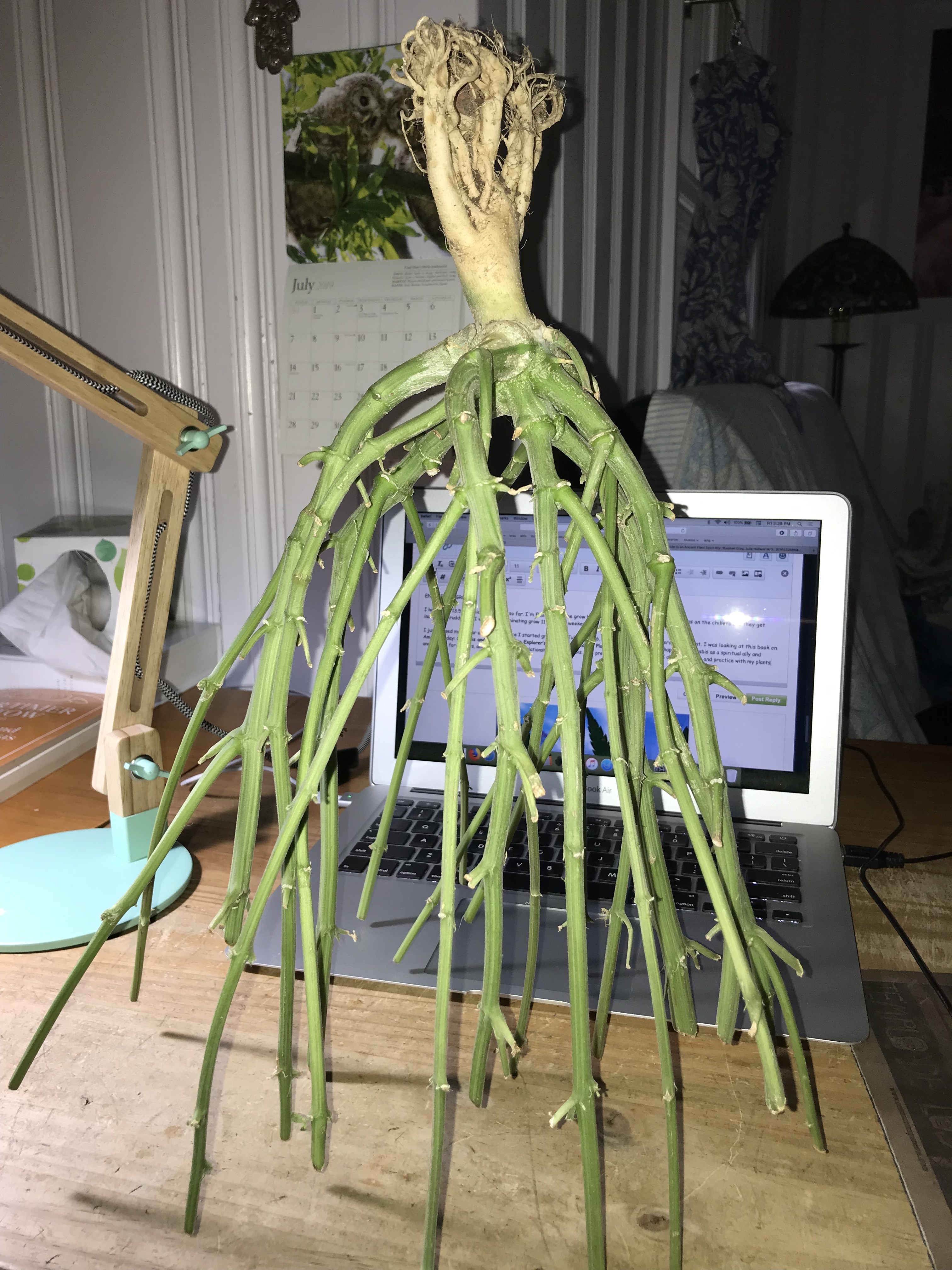Click image for larger version  Name:	GC trunk roots.JPG Views:	1 Size:	2.18 MB ID:	325330