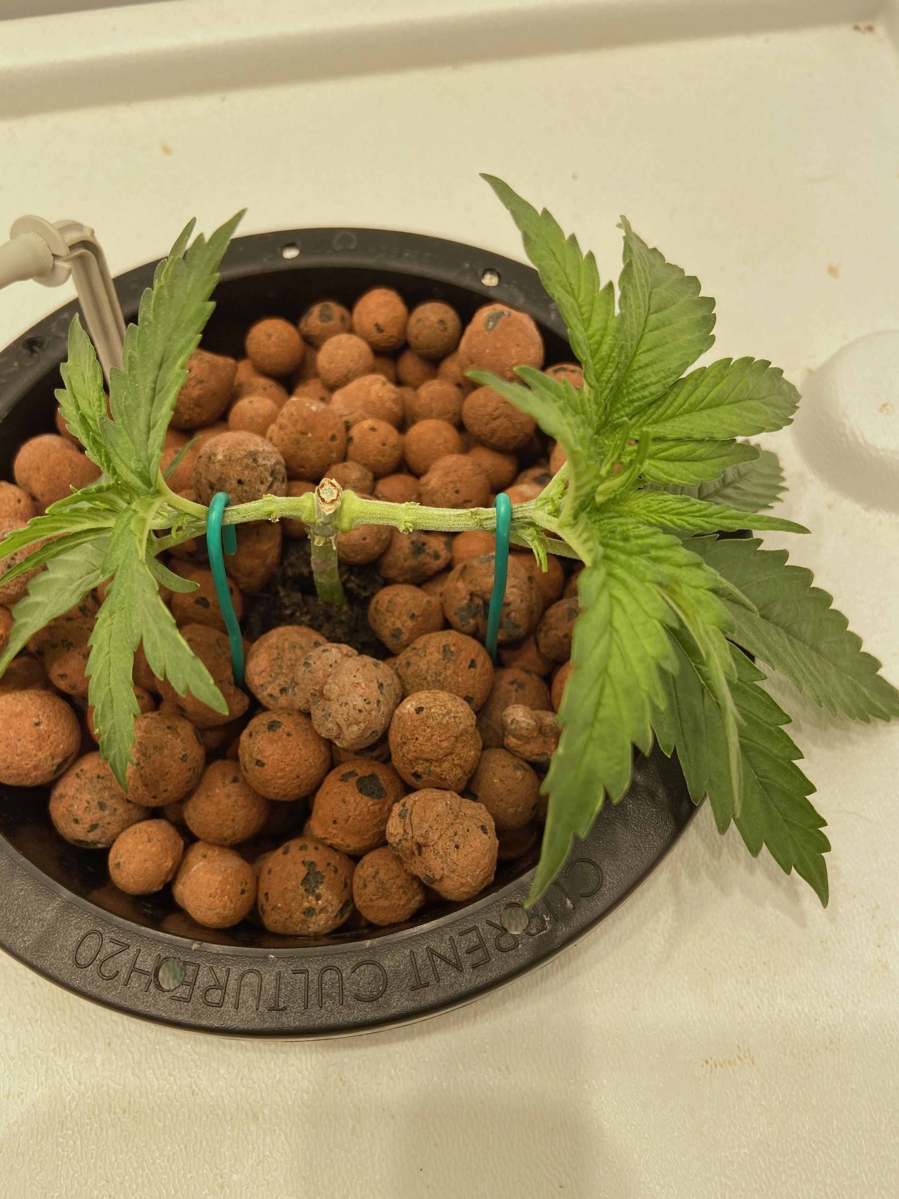 gdfthr og apr16.JPG
