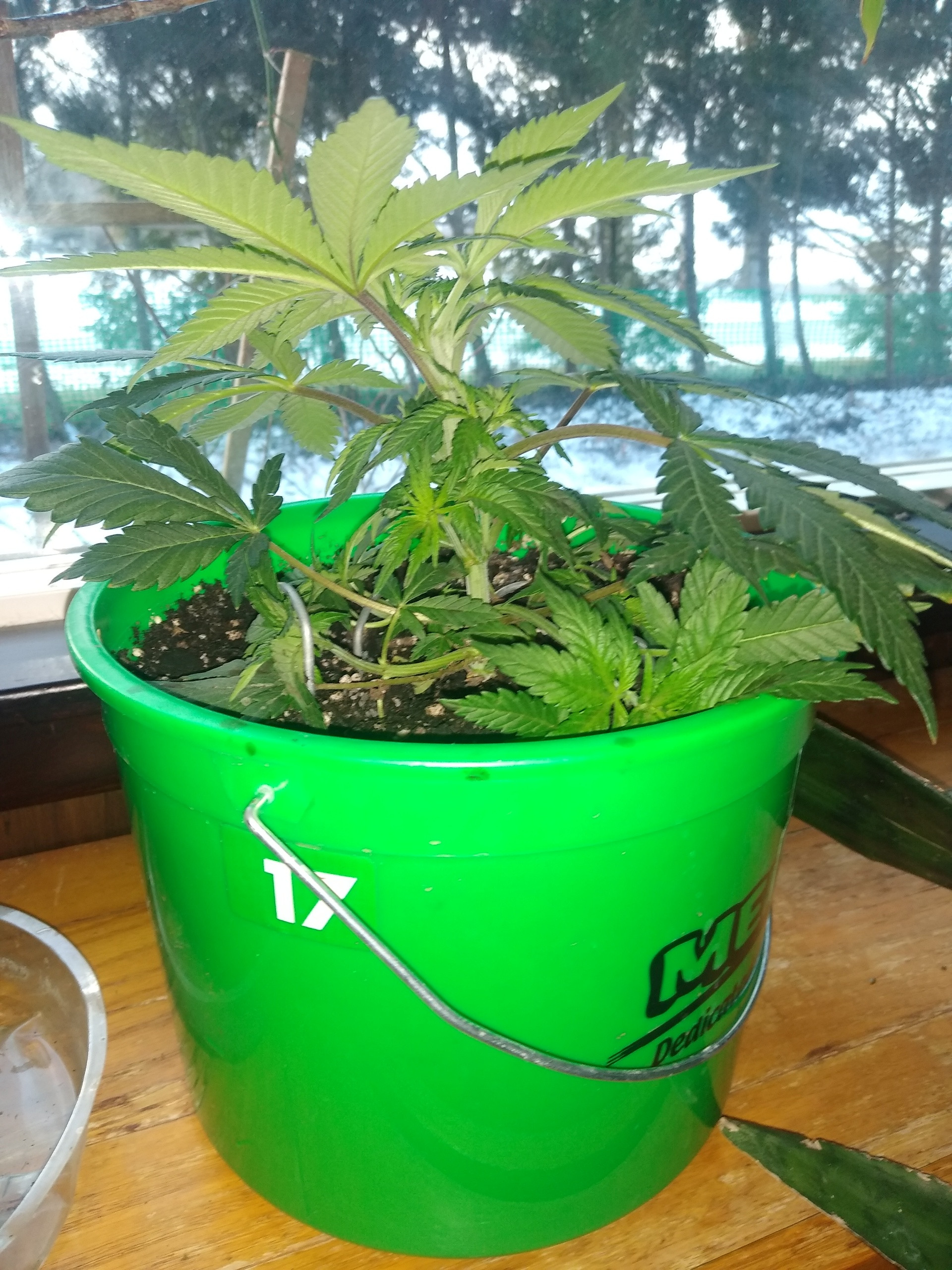 GDP #2 after topping.jpg