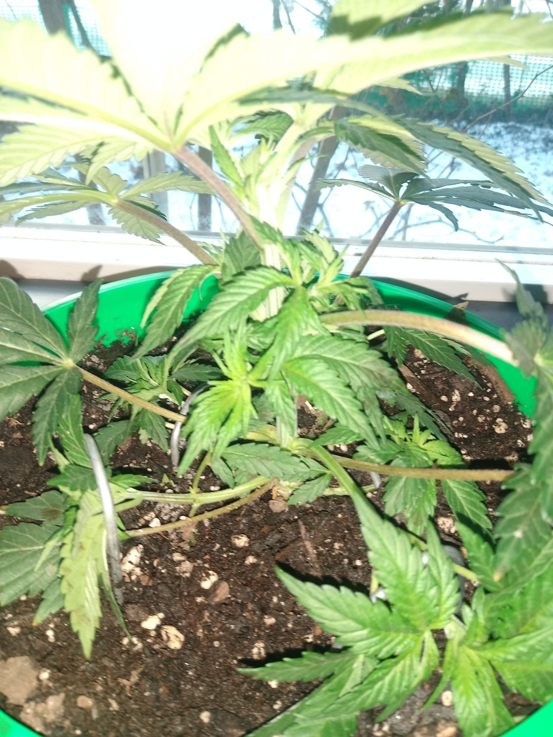 GDP #2 early training.jpg