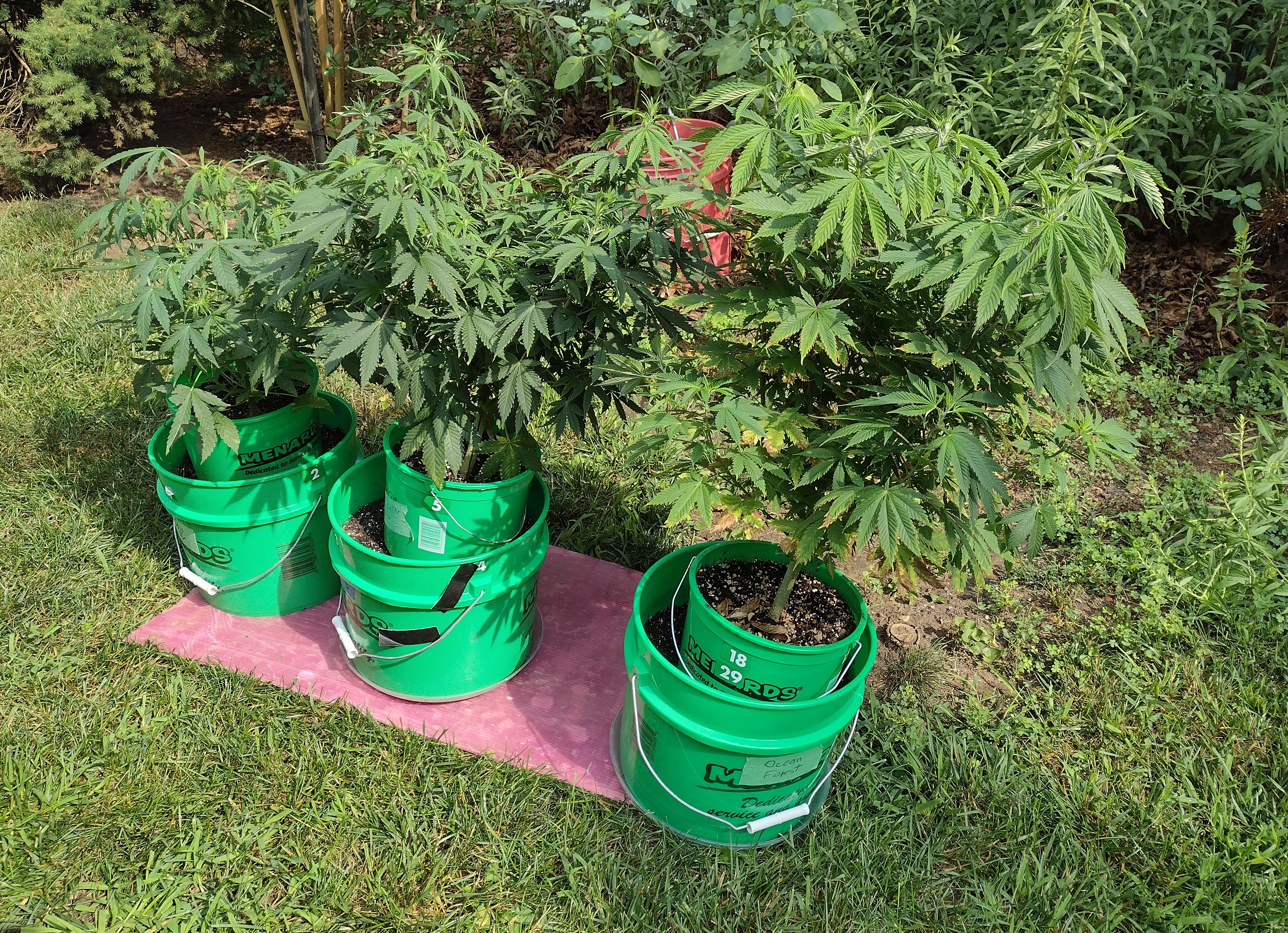 GDP 3 22 and Buub auto transplant day.jpg