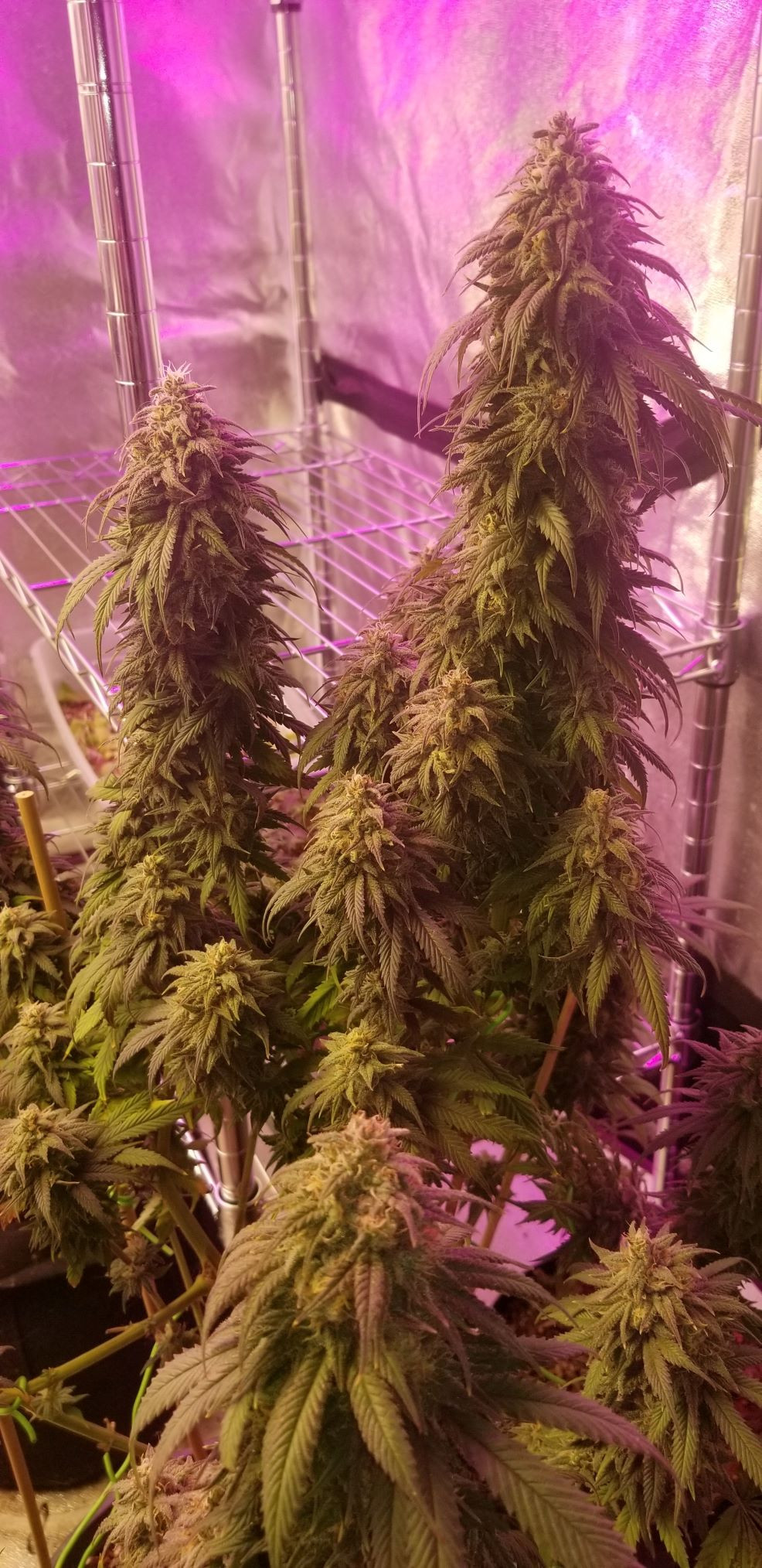 GDP colas for web.jpg