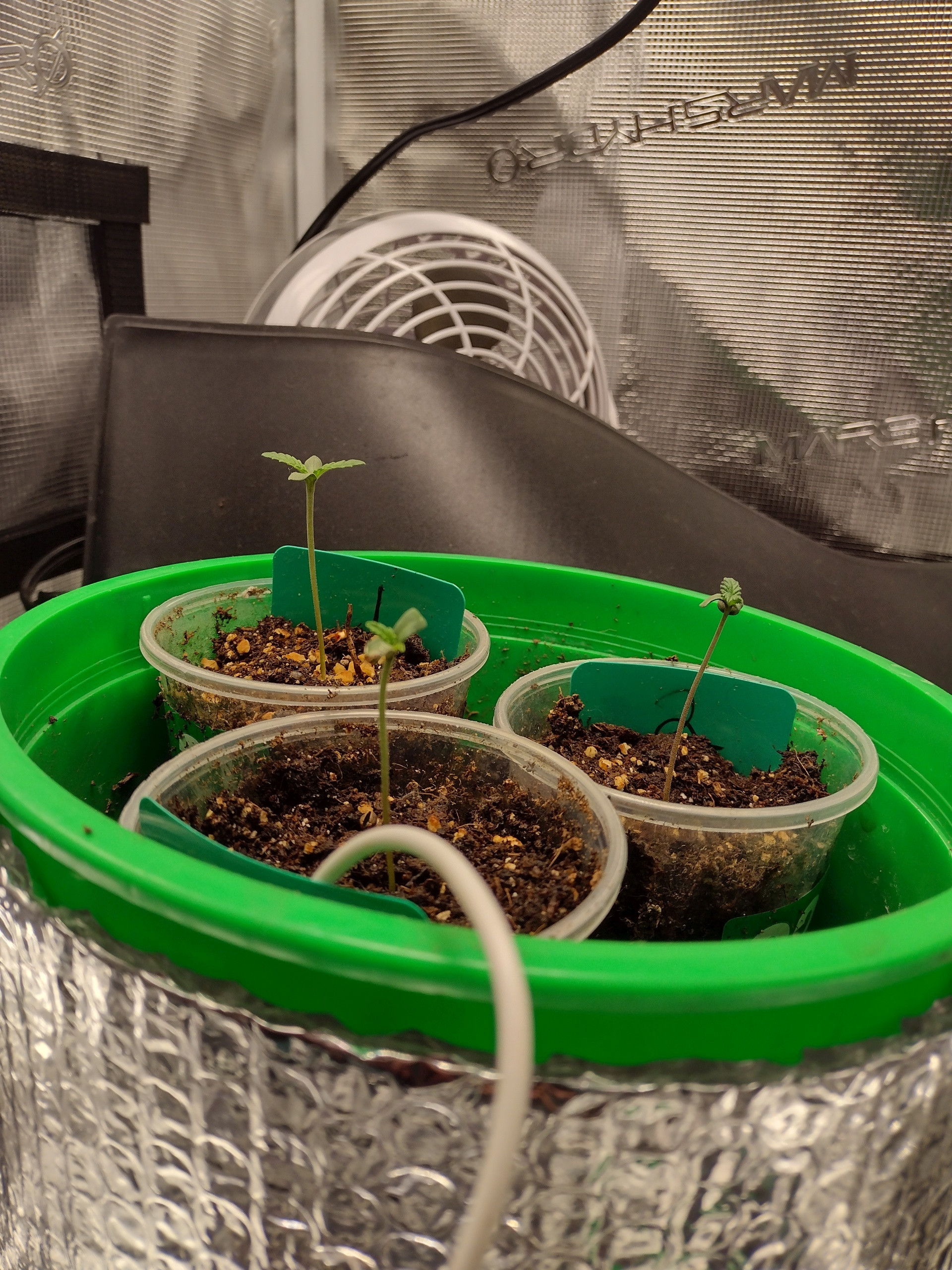GDP1 2023 8 day.jpg