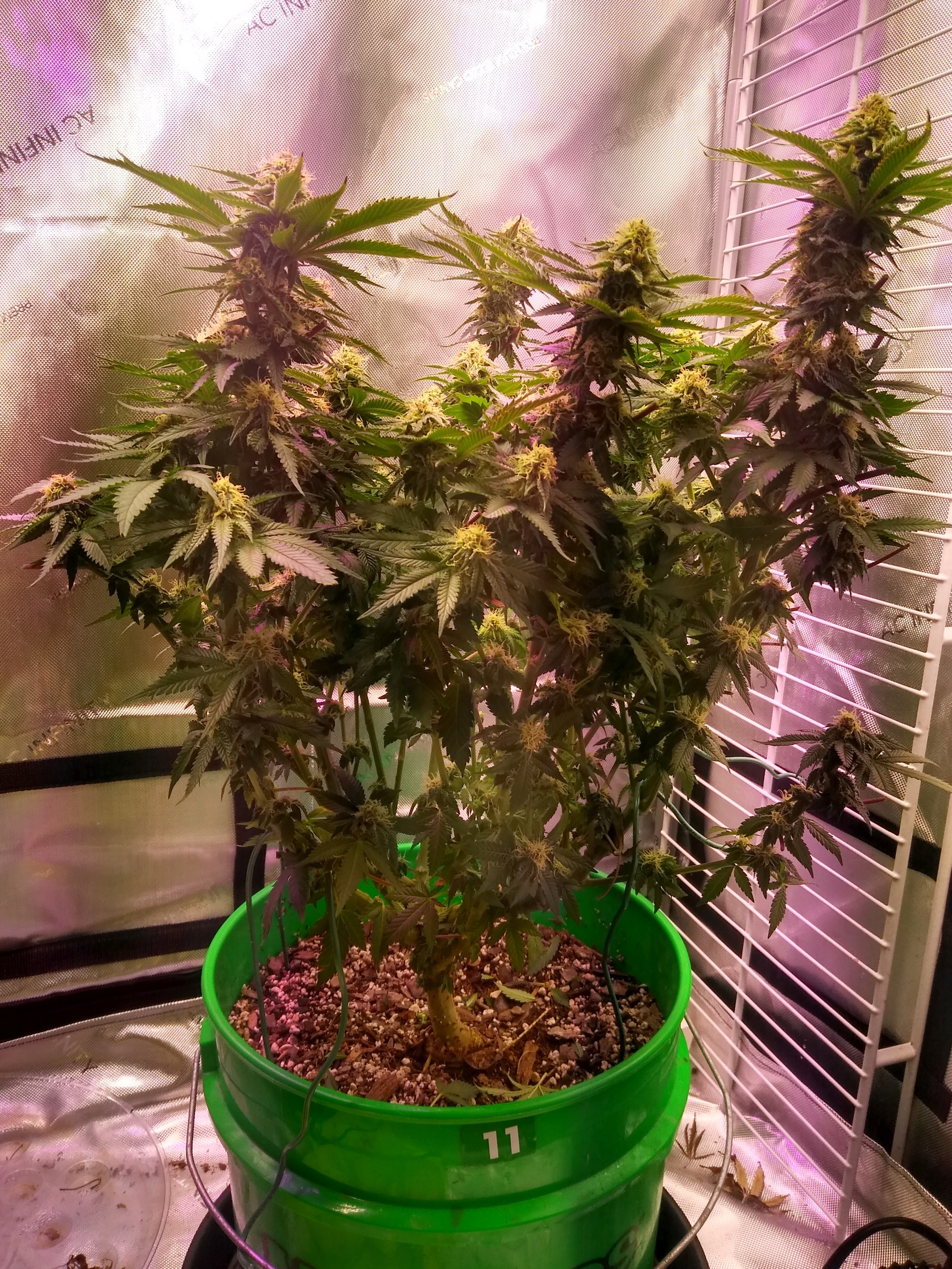 GDP1 22 smaller one 4 w F.jpg