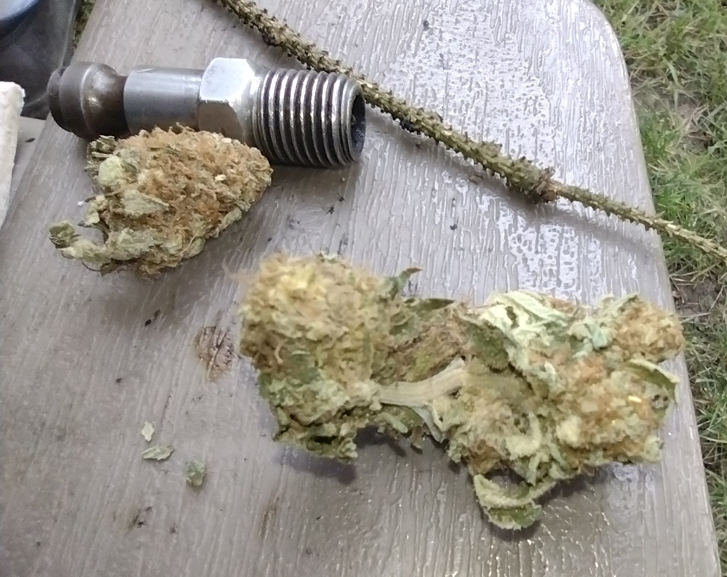 GDP2 2022 #2 bud.jpg