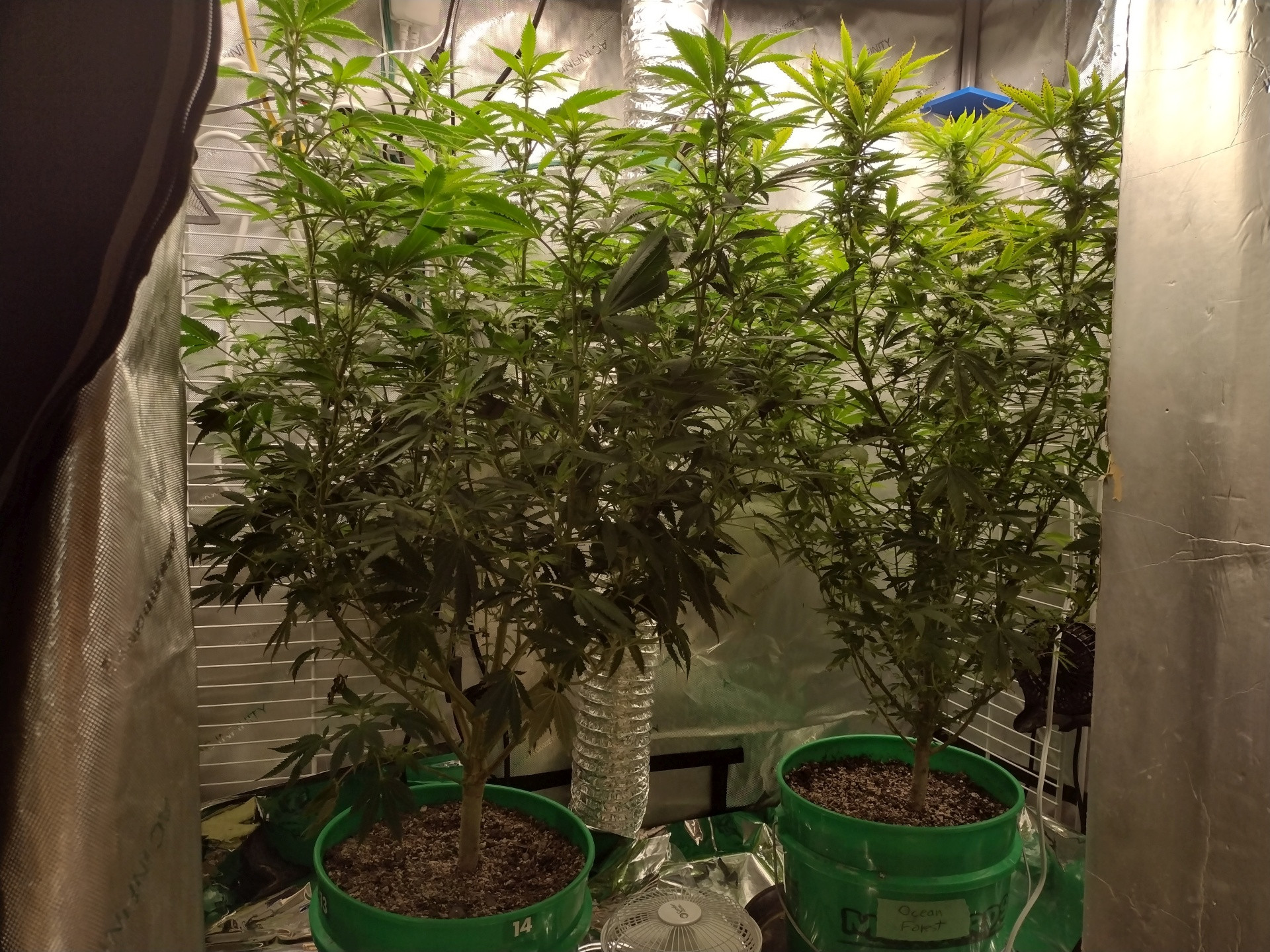 Click image for larger version  Name:	GDP3 2022 2&3 week flower FFHF vs FFOF all.jpg Views:	0 Size:	923.0 KB ID:	573374