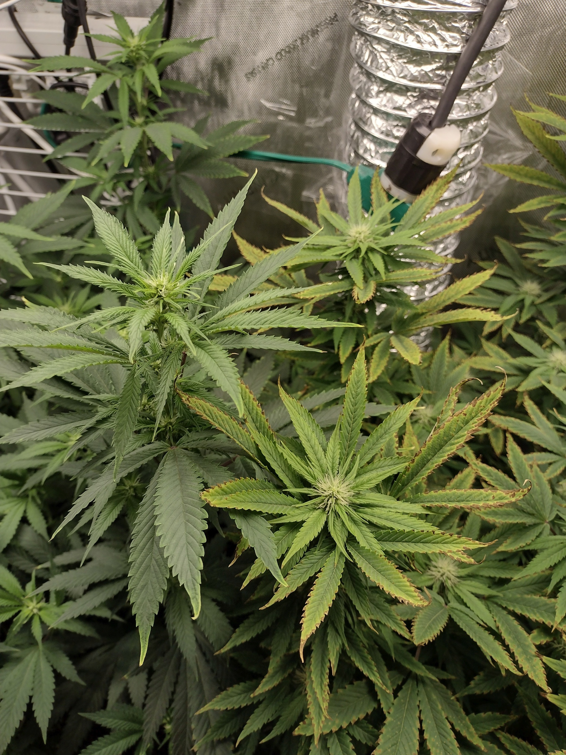 GDP3 2022 2&3 week flower FFHF vs FFOF.jpg