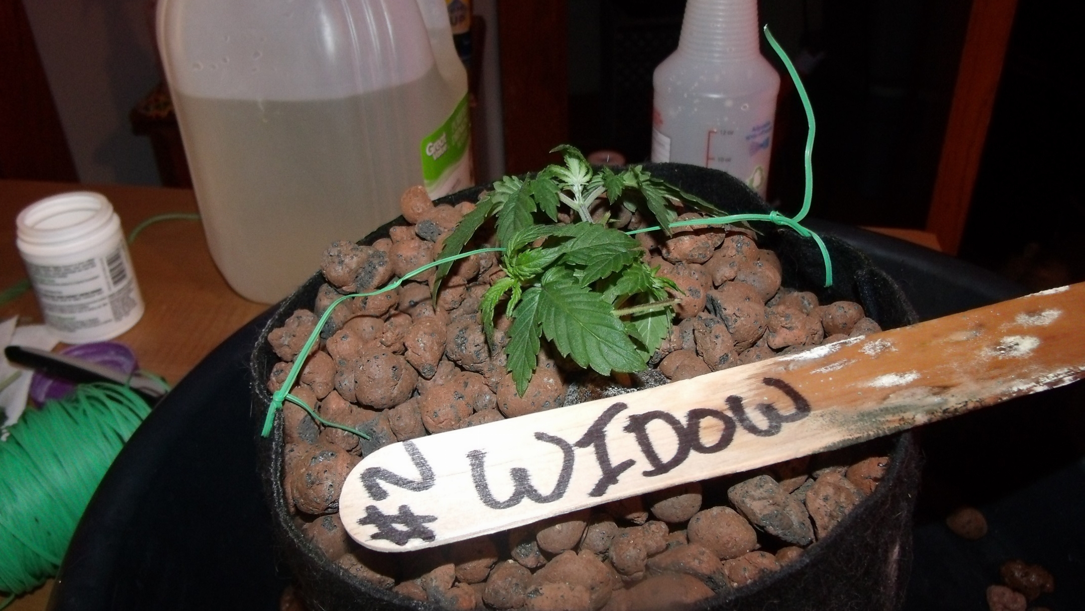 GEDC0751.JPG