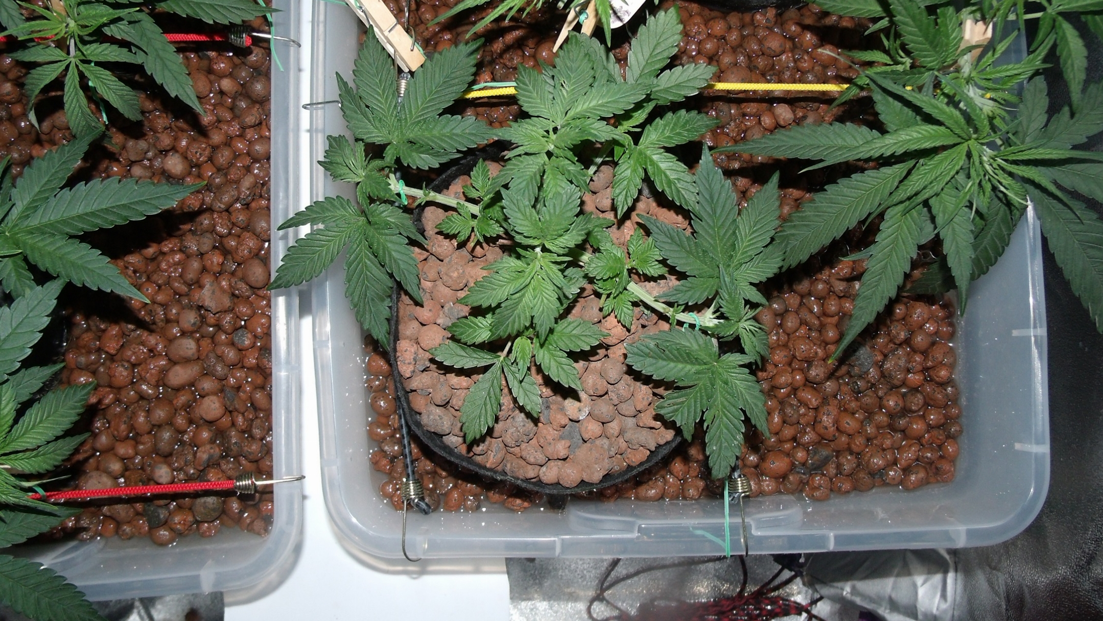 GEDC0778.JPG