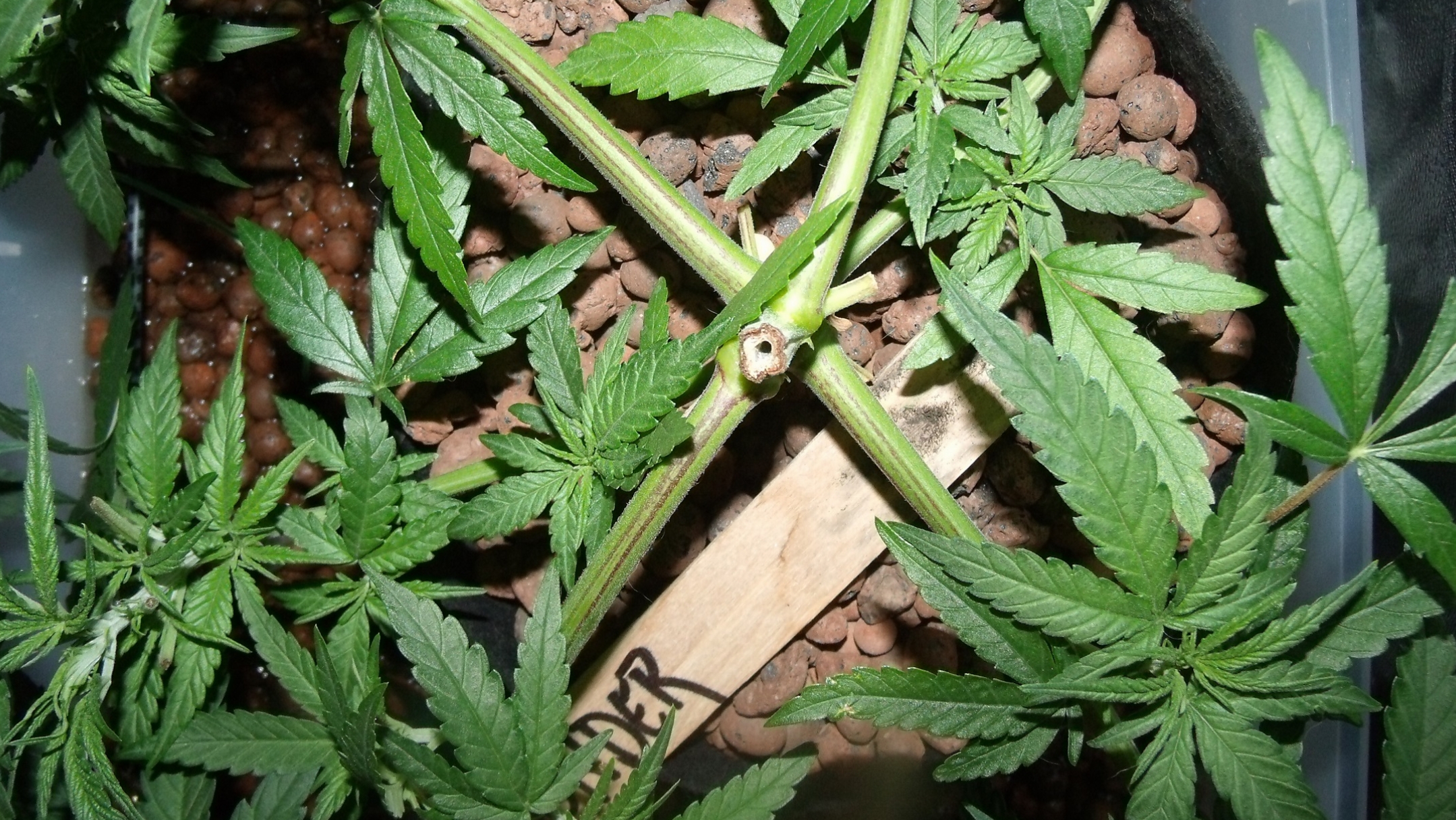 GEDC0780.JPG