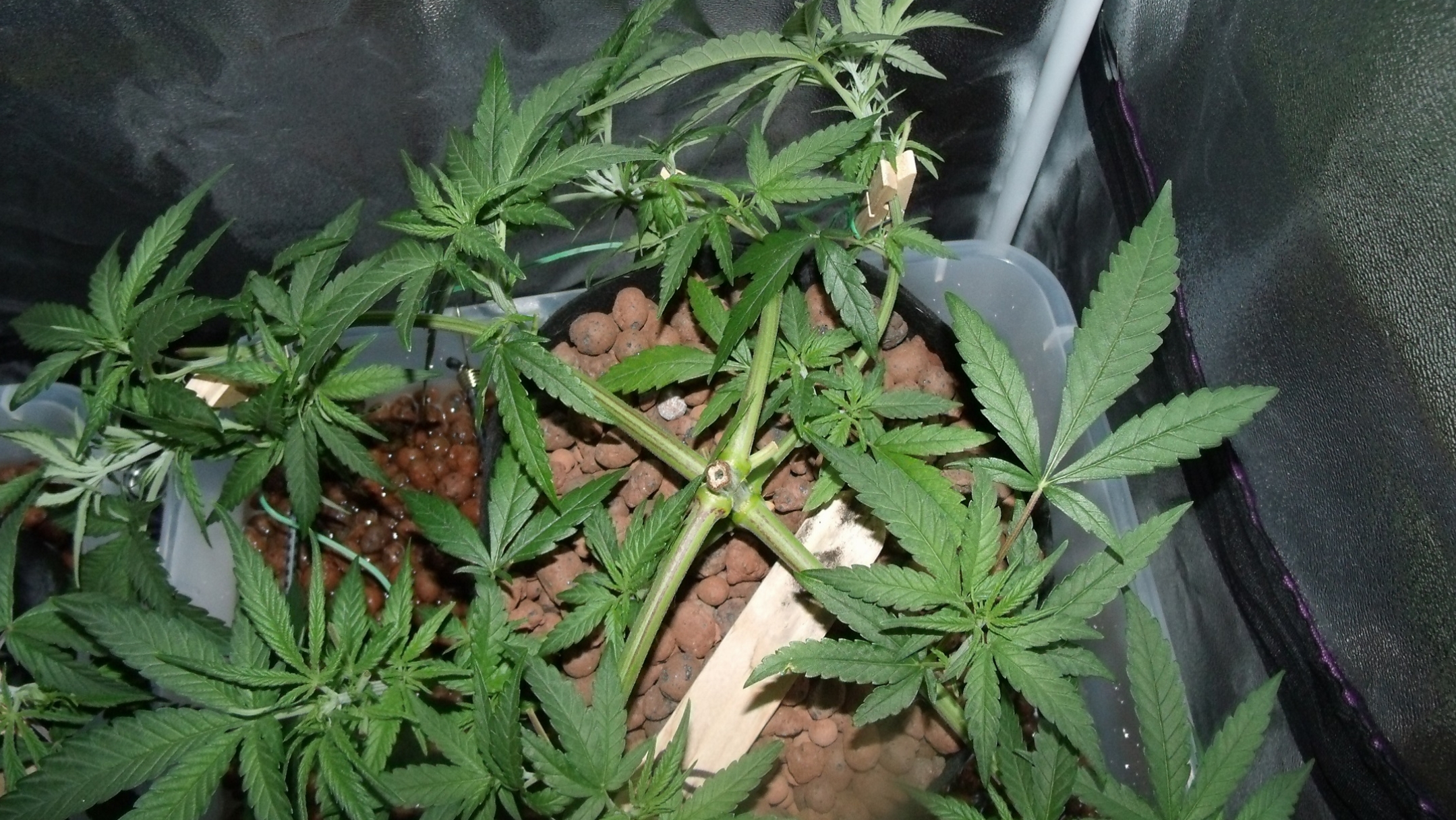 GEDC0781.JPG