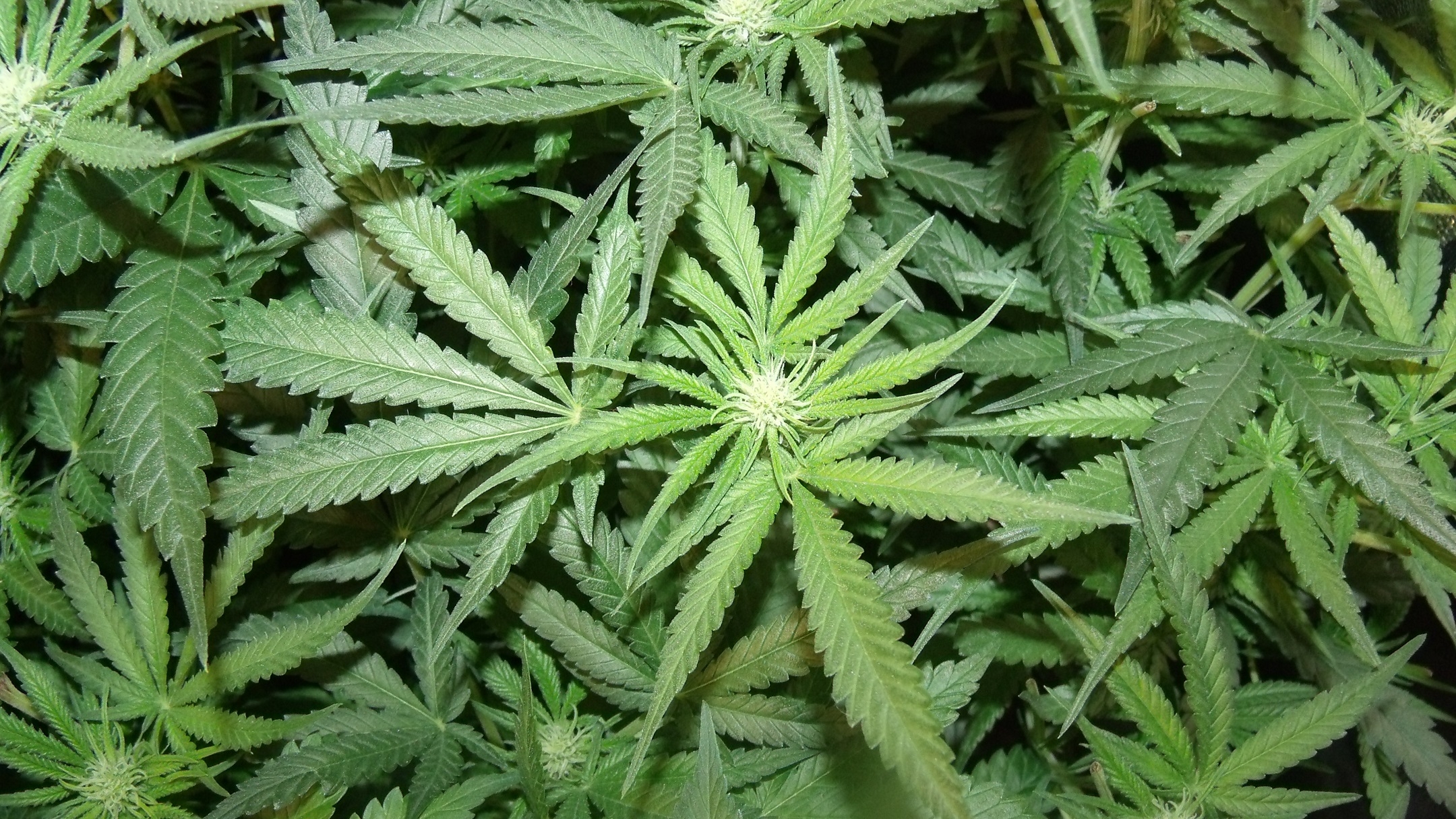 GEDC0837.JPG