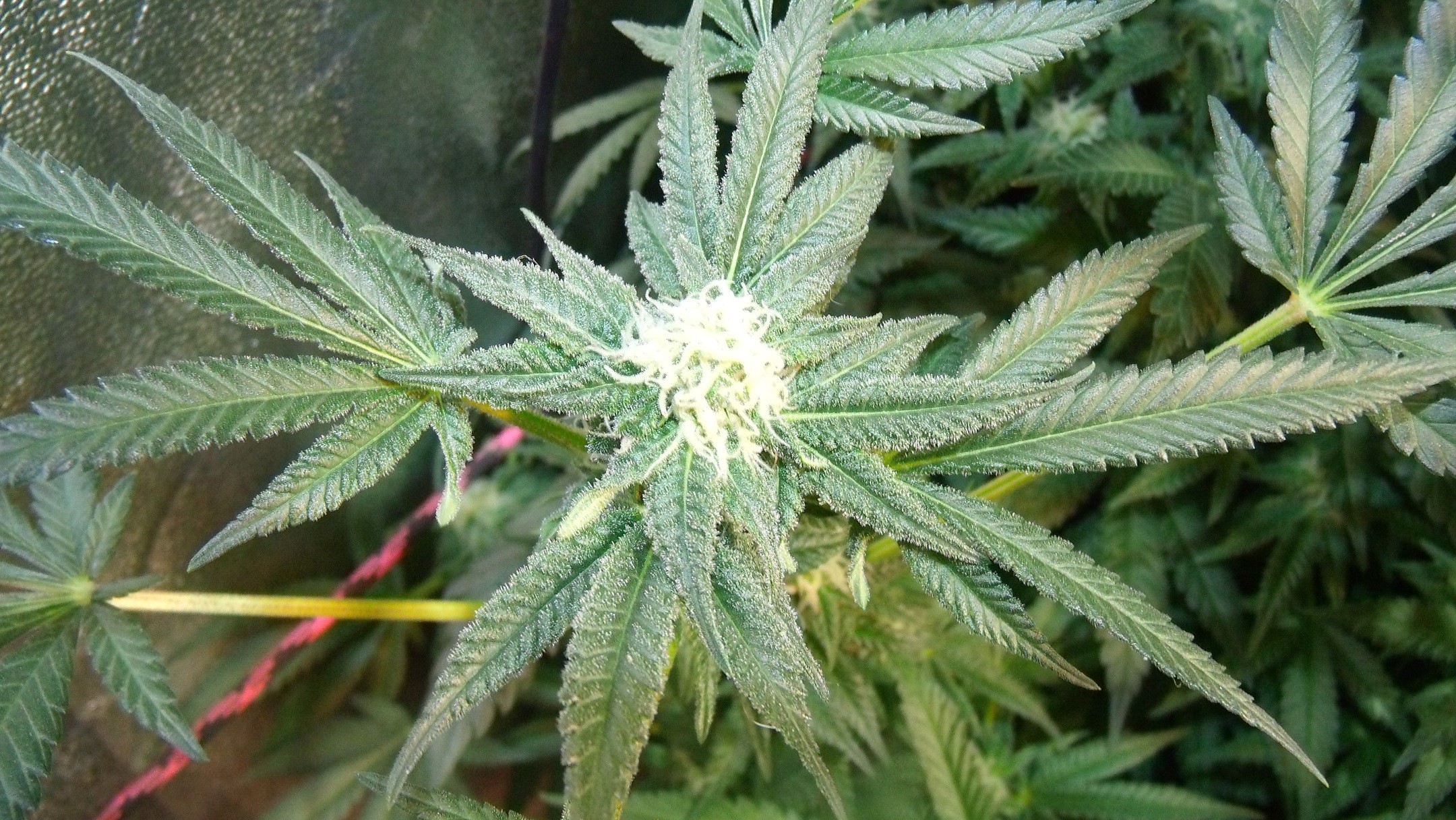 GEDC0854.JPG