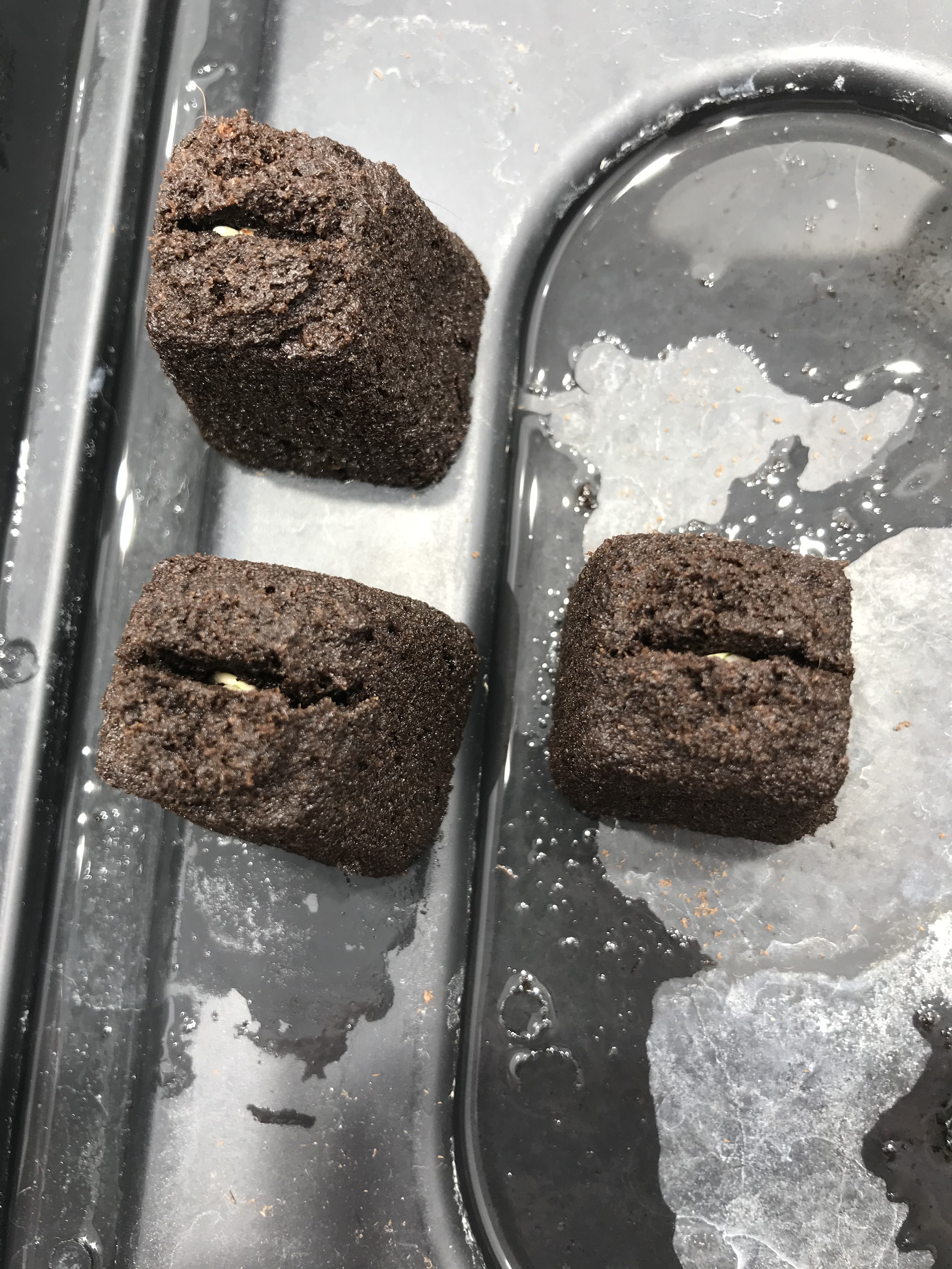 germ CBD dec21.JPG