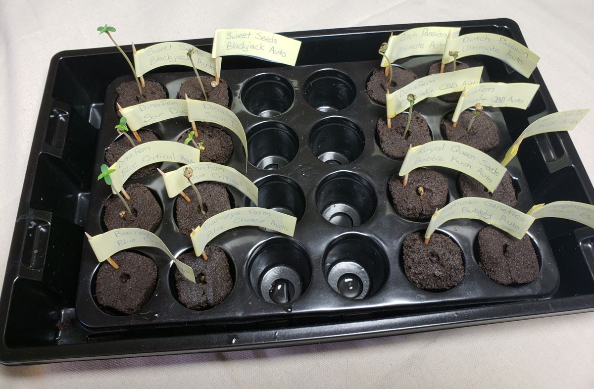 germinated-seedlings-in-rapid-rooters.jpg - Click image for larger version Name: germinated-seedlings-in-rapid-rooters.jpg Views: 1 Size: 230.7 KB ID: 230947 germinated-seedlings-in-rapid-rooters.jpg - Click image for larger version Name: germinated-seedlings-in-rapid-rooters.jpg Views: 1 Size: 230.7 KB ID: 230947