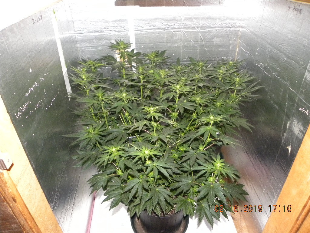 gg 2 week flower 2019.jpg