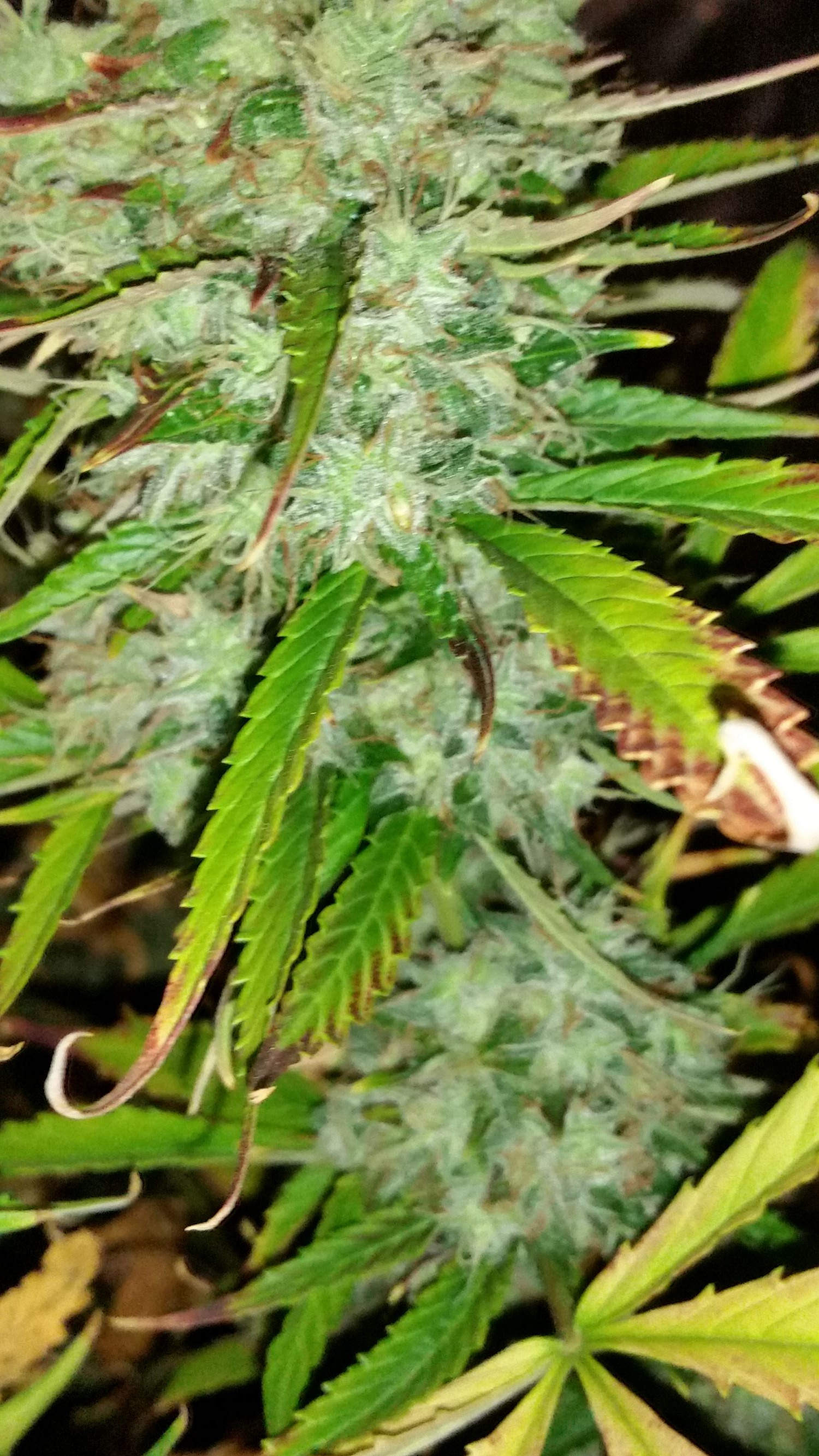 GG#4 x CJ seed ripening.jpg
