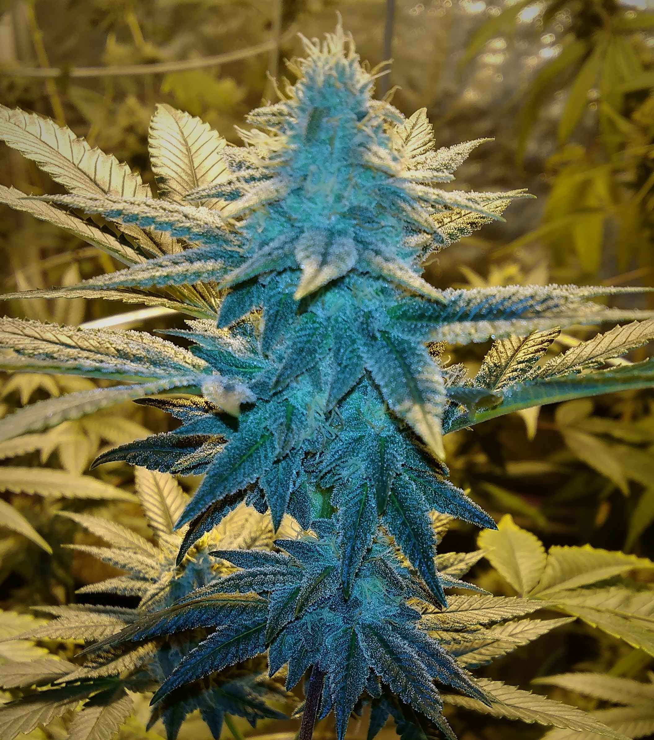 GG#4_Early_Flower.jpg