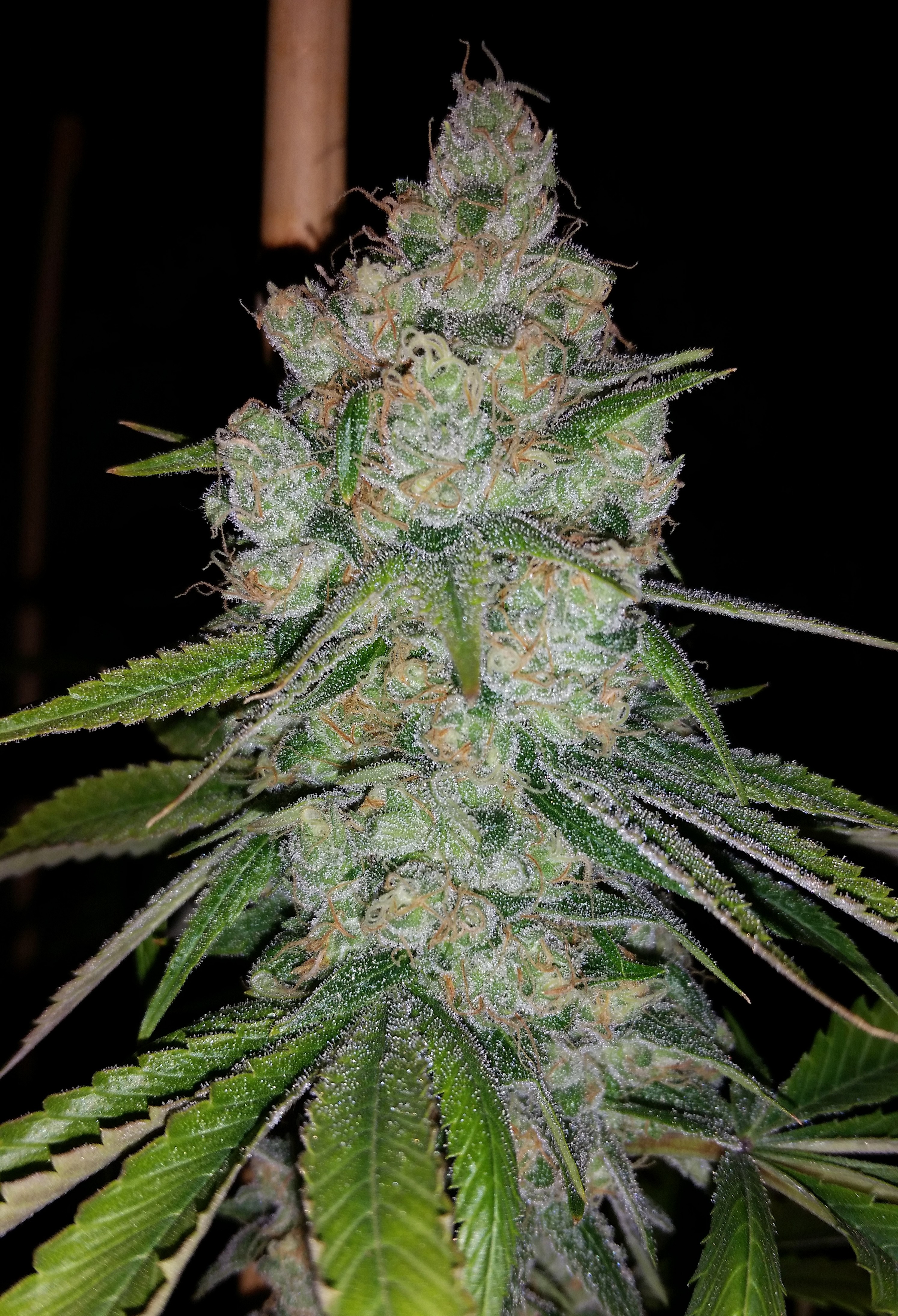 Goji5.jpg