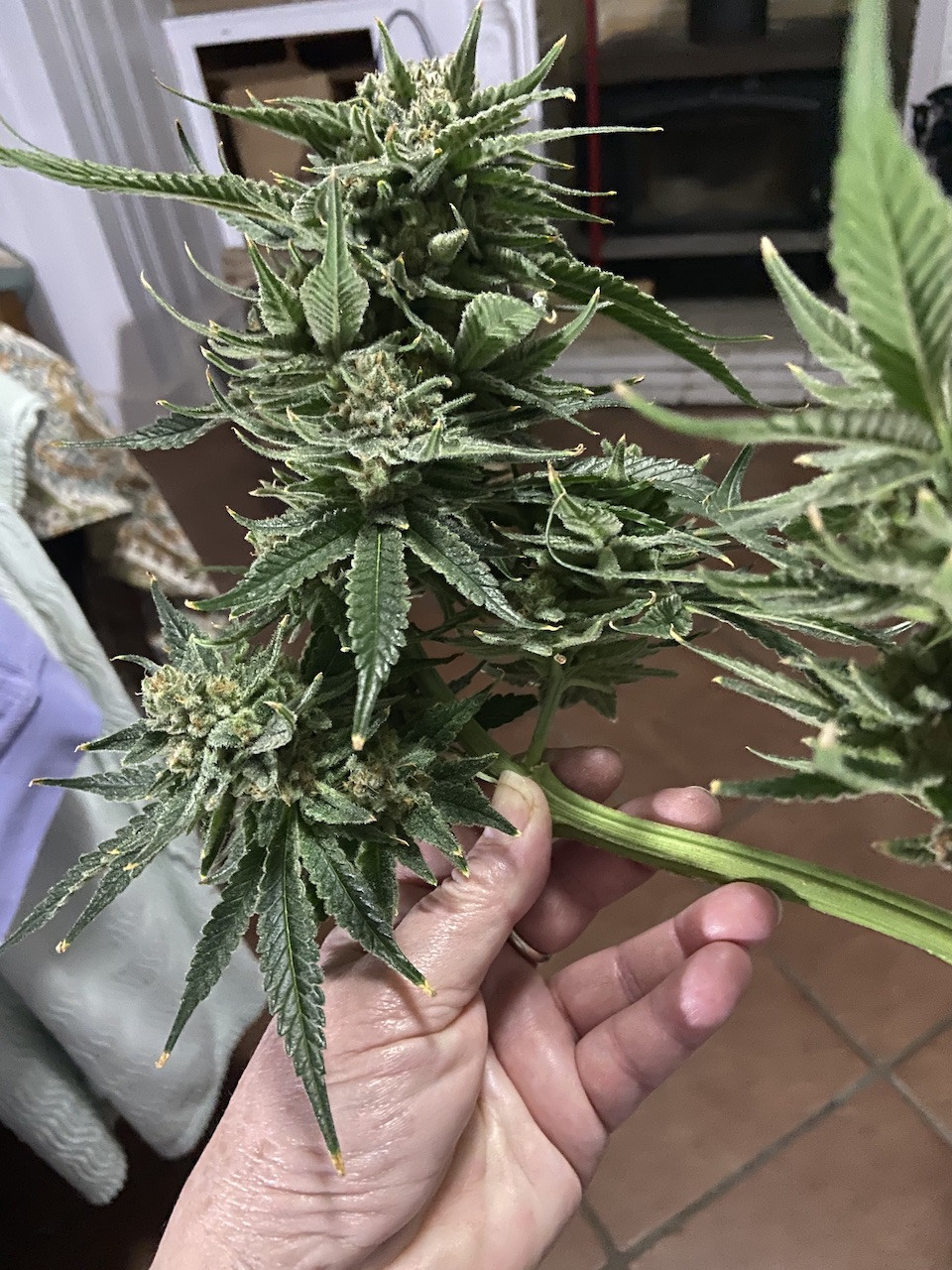 gor harv big bud copy.jpg
