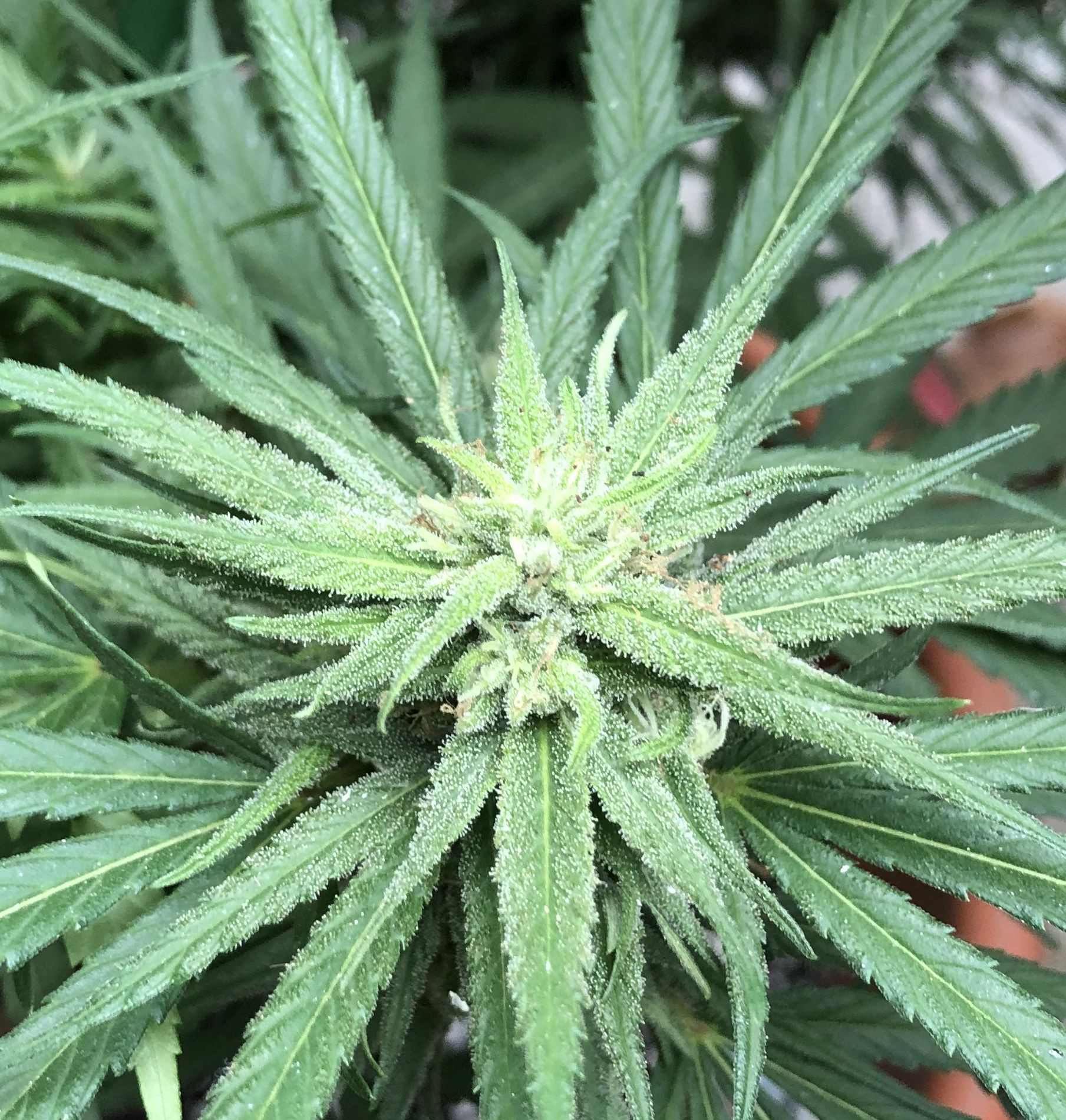 Green 9-25.JPG