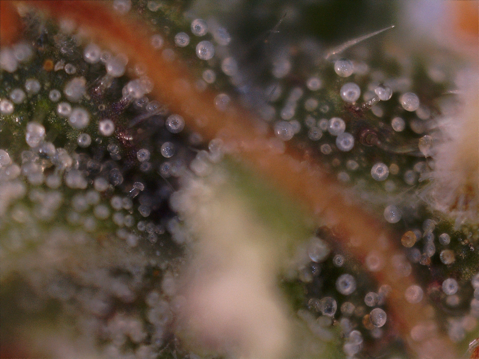 Green Crack 04-21-2020.jpg